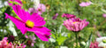Cosmos Seeds