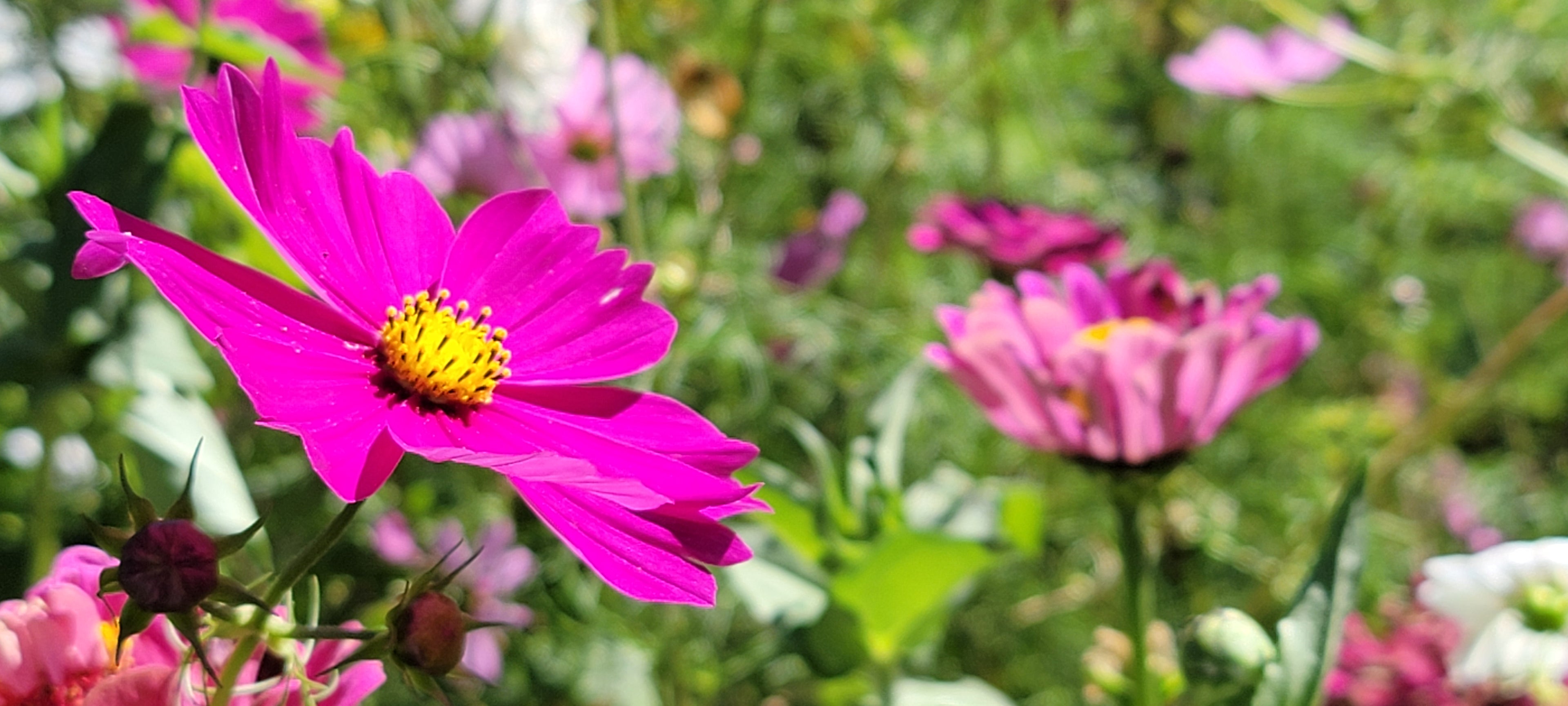 Cosmos Seeds