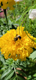 Marigold Seeds