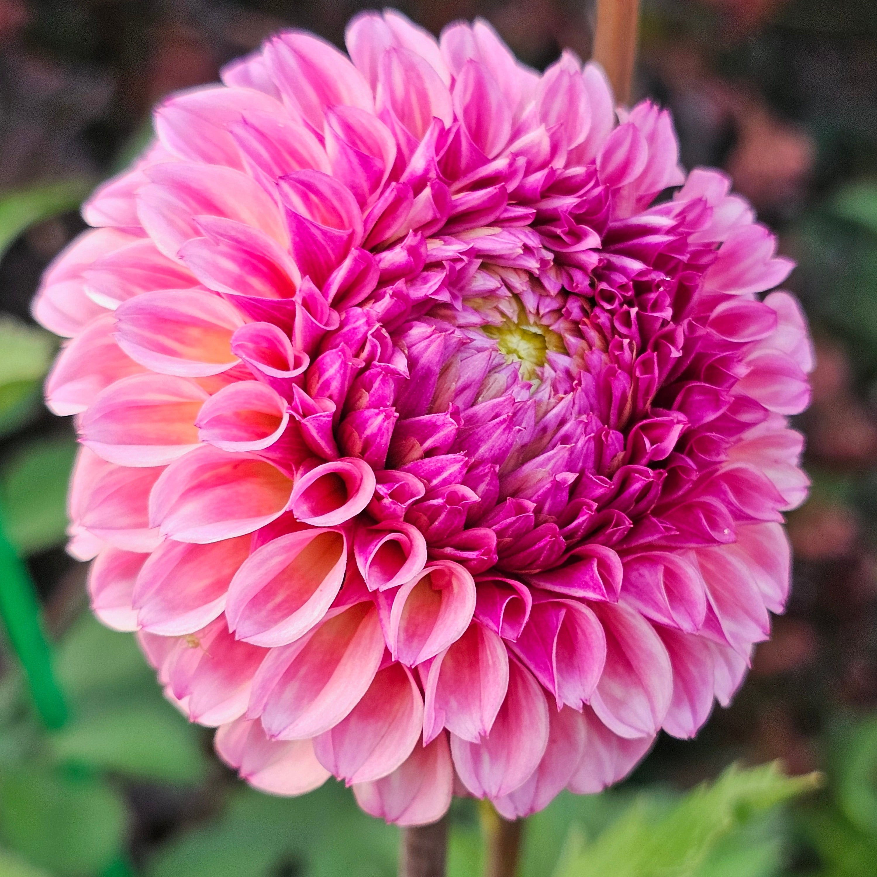 Bracken Rose
