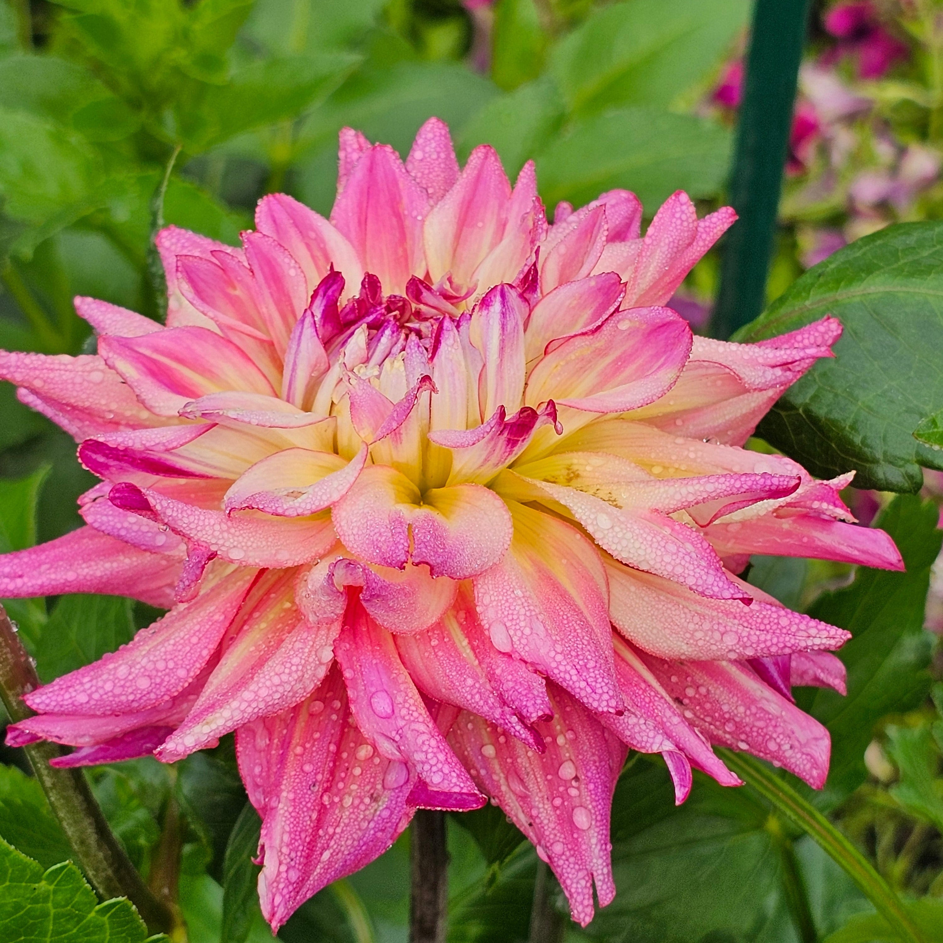 Bahama Mama