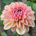 Rose Toscano