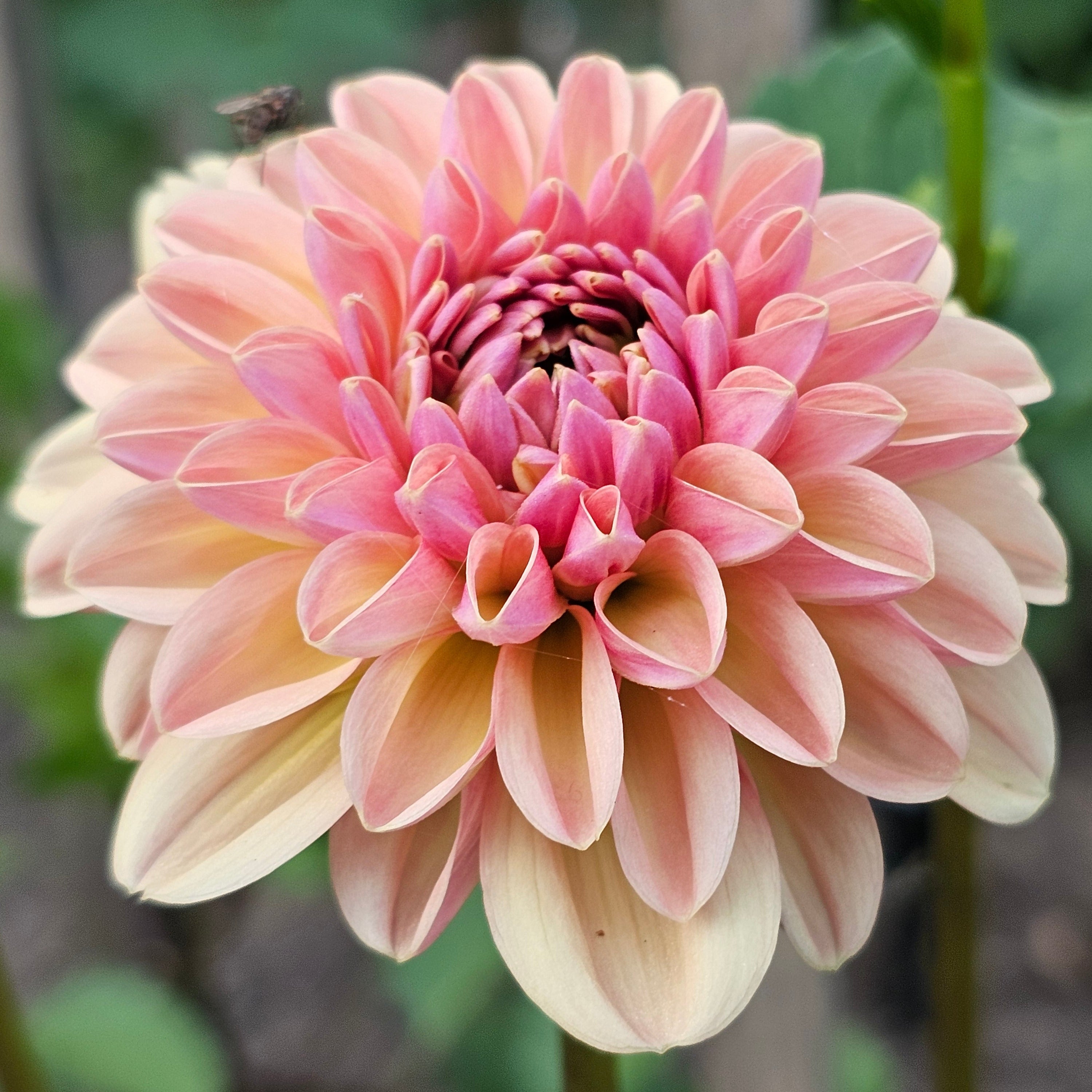Rose Toscano