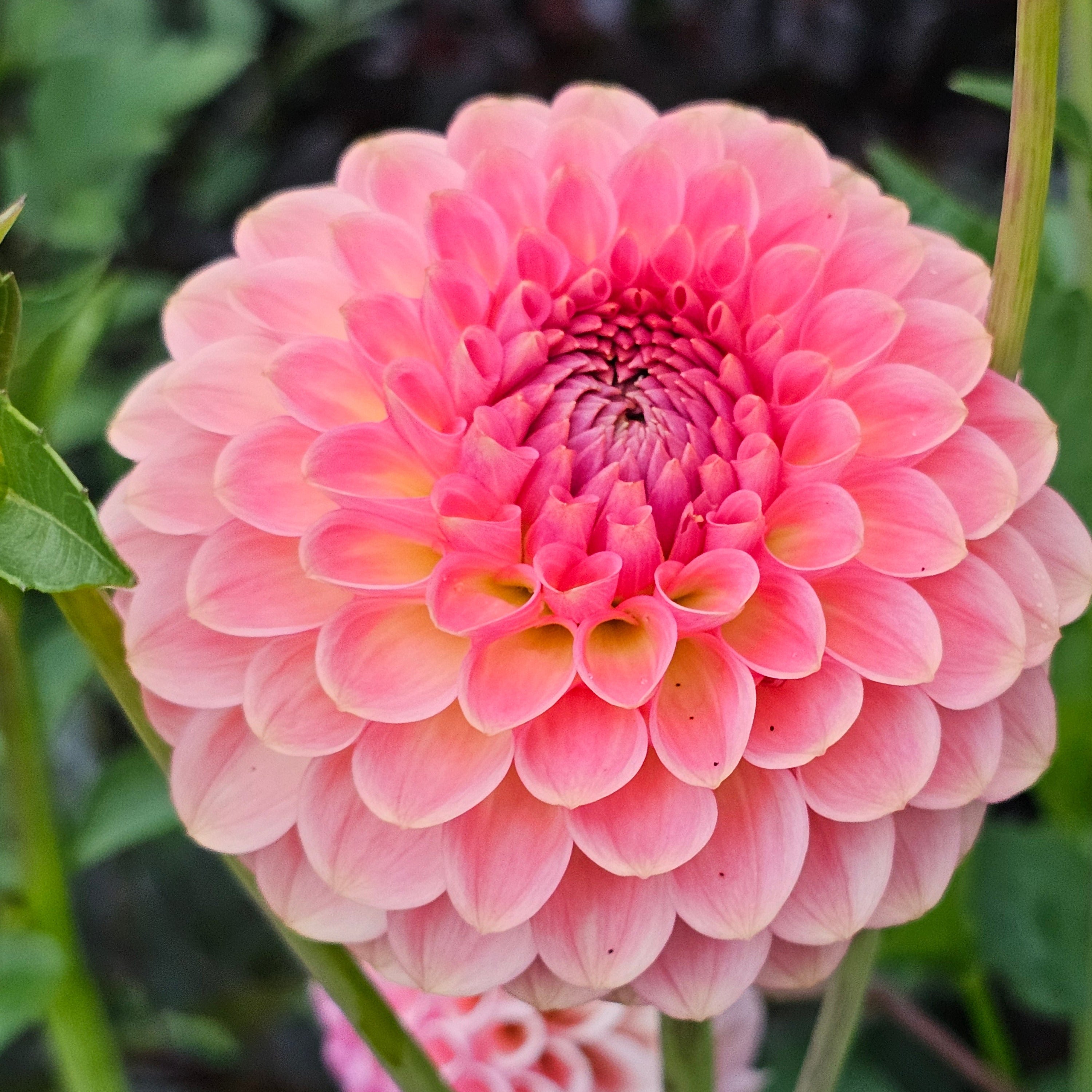 20th Ave. Softer Peach
