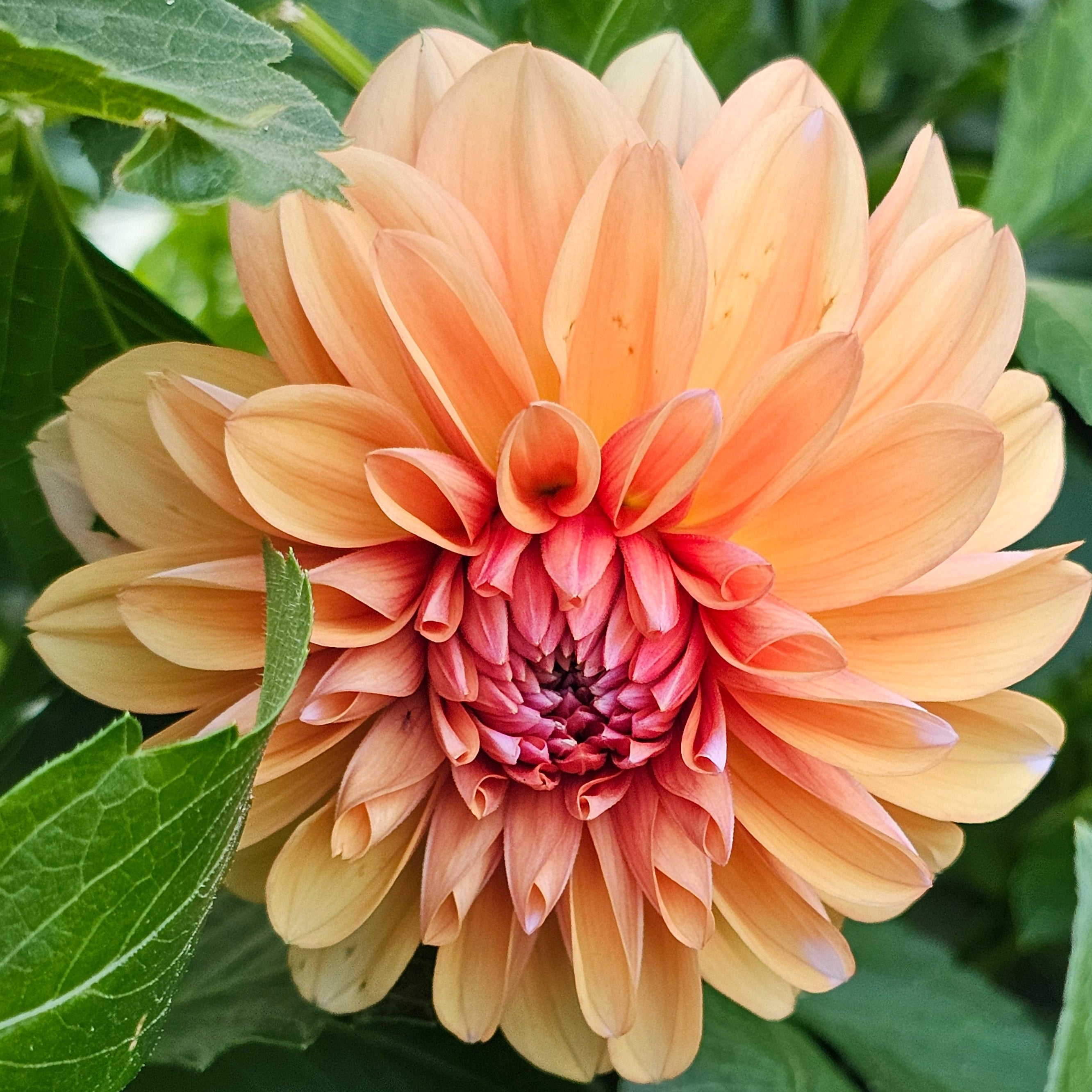 Robann Creamsicle