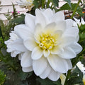 Onesta White