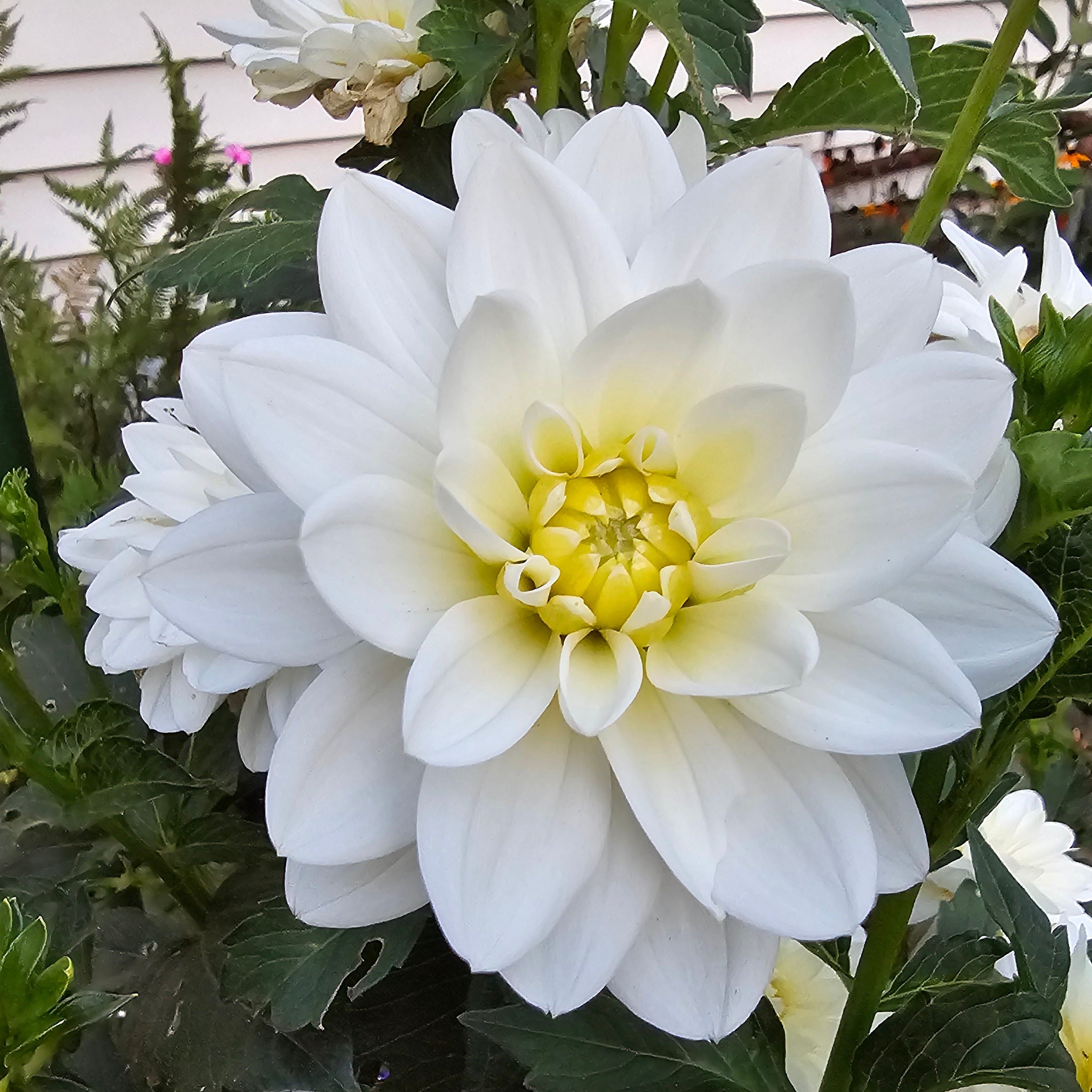 Onesta White