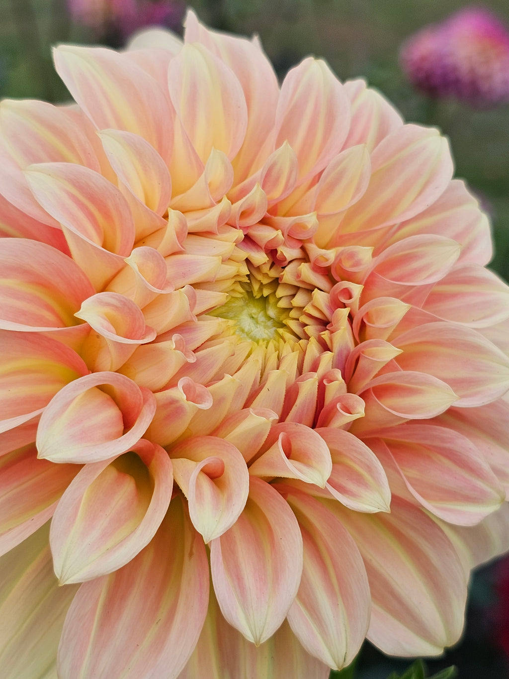 Bracken Sarah