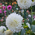 Brookside Snowball