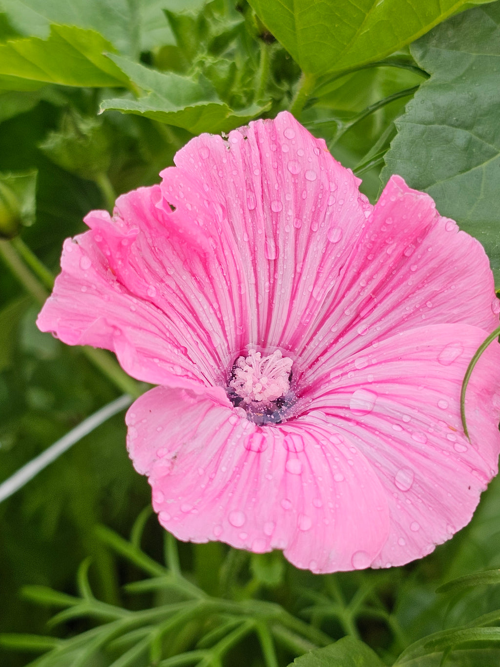 Rose (Annual) Mallow seeds