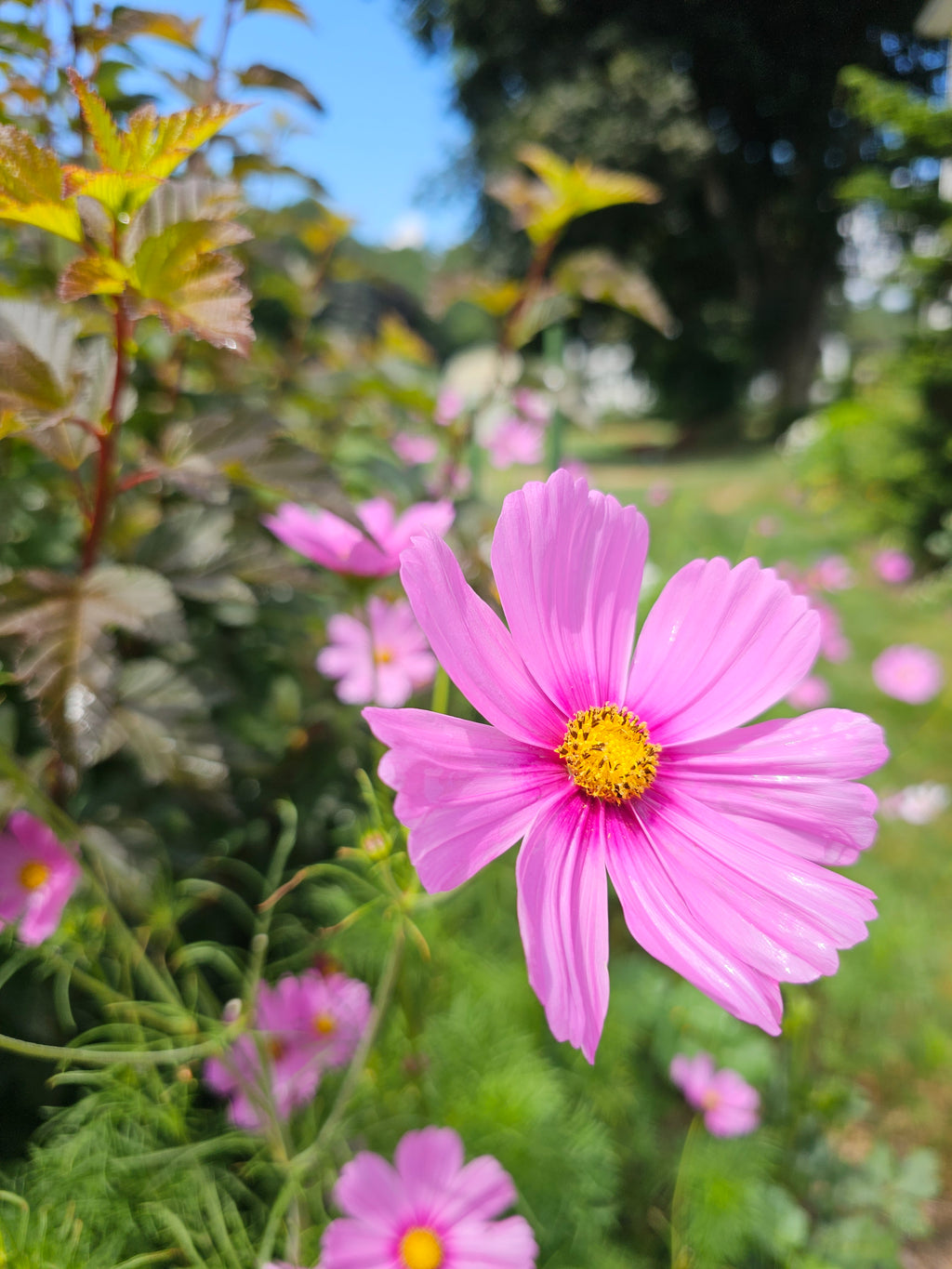 Cosmos Seeds