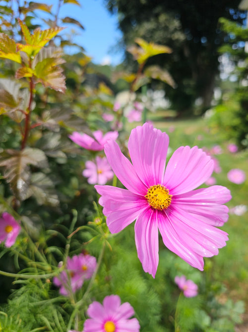 Cosmos Seeds