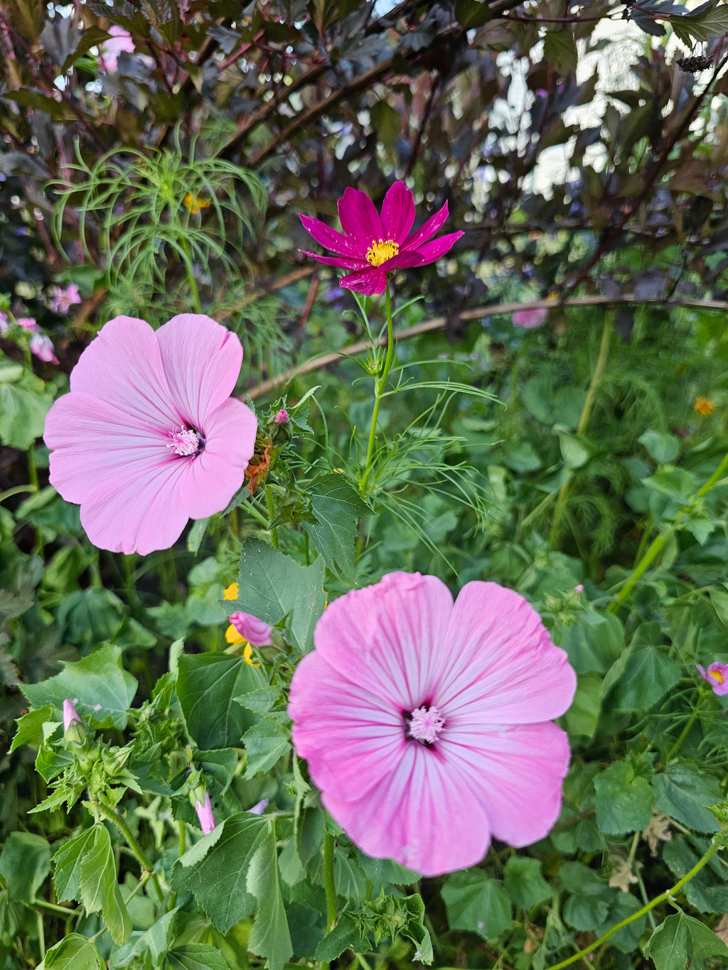 Rose (Annual) Mallow seeds