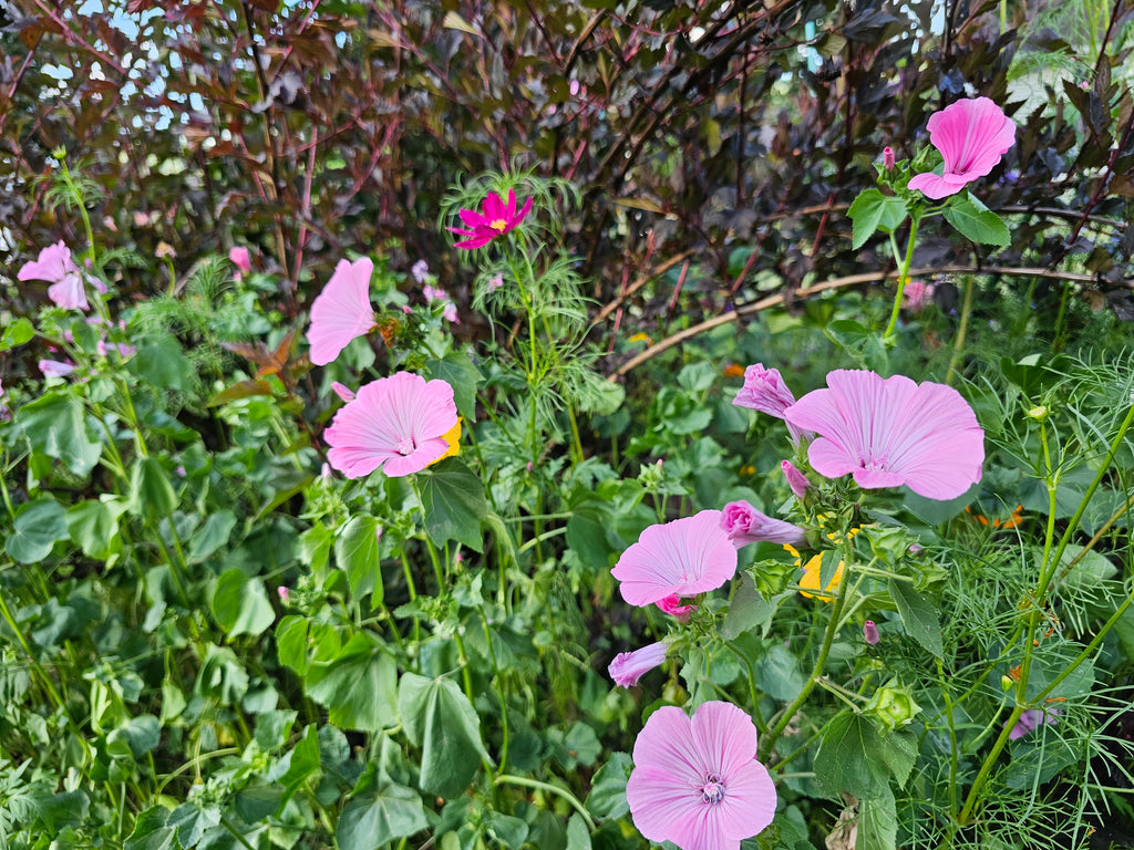 Rose (Annual) Mallow seeds