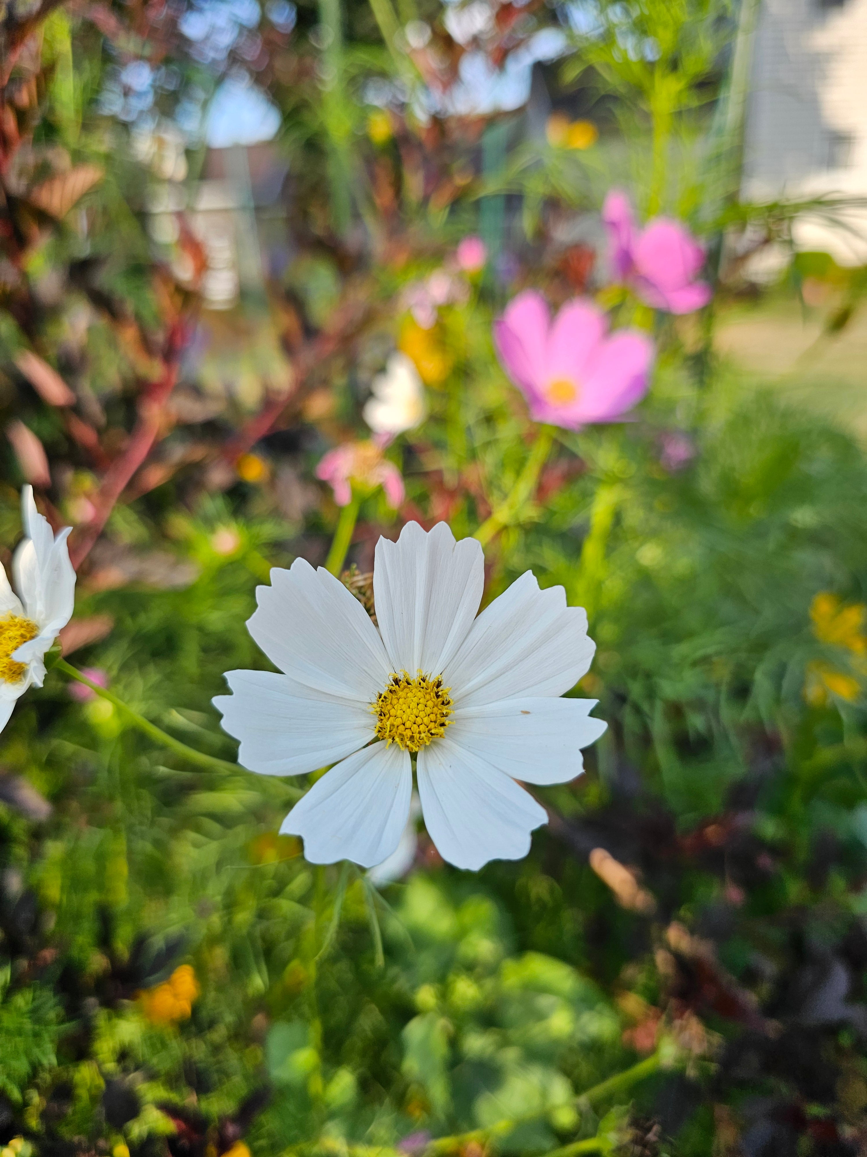 Cosmos Seeds