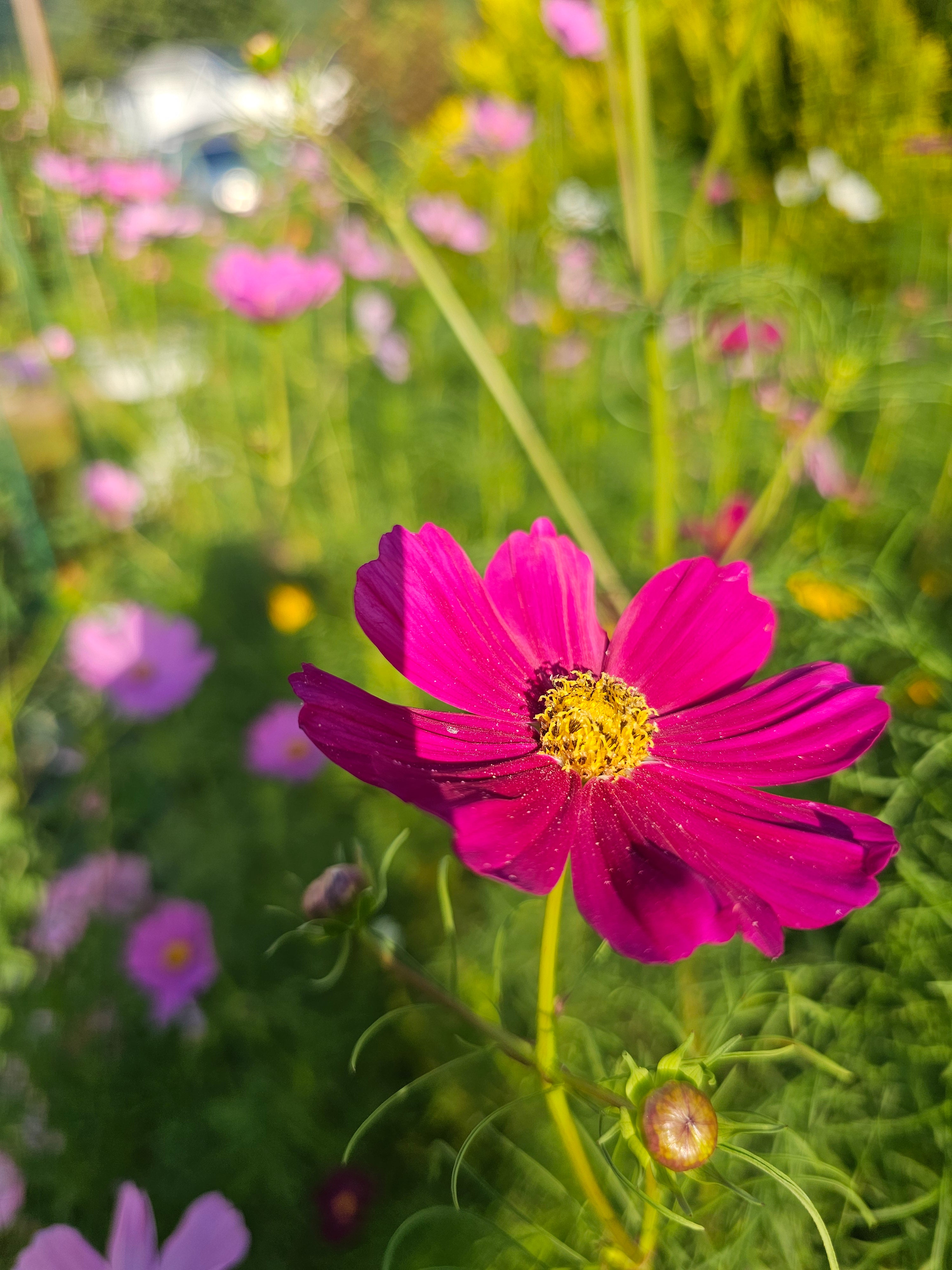 Cosmos Seeds