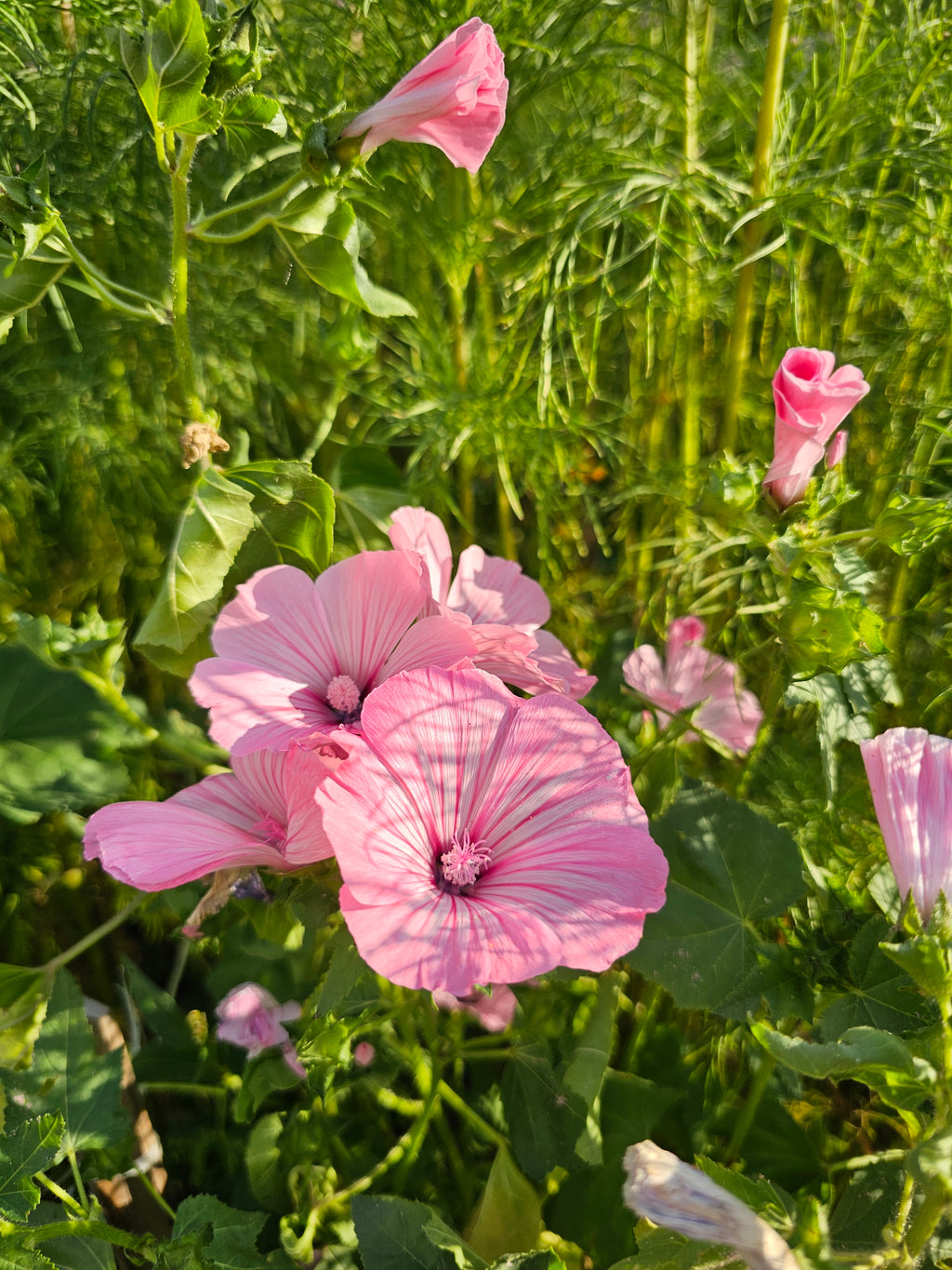Rose (Annual) Mallow seeds