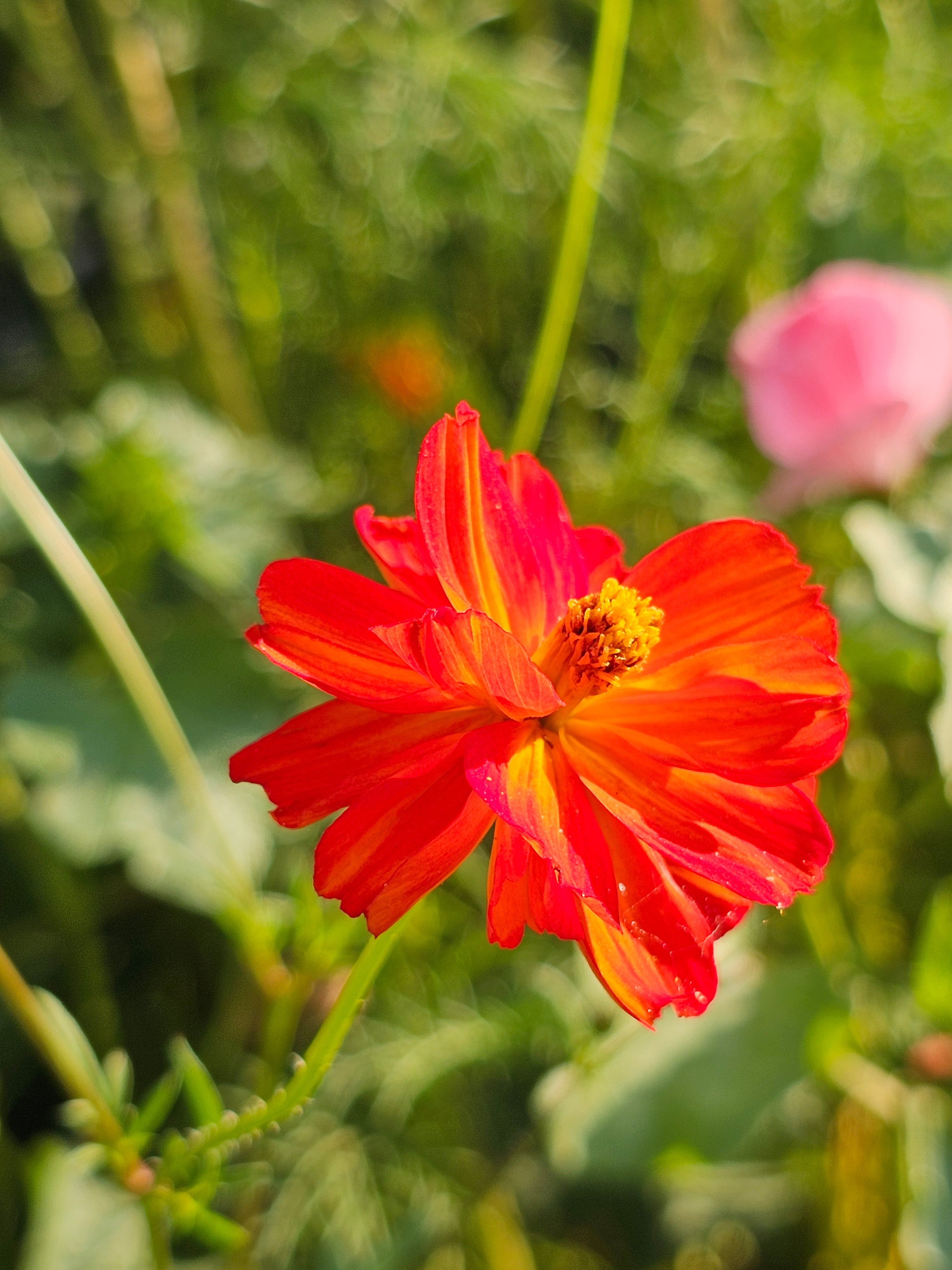 Cosmos Seeds