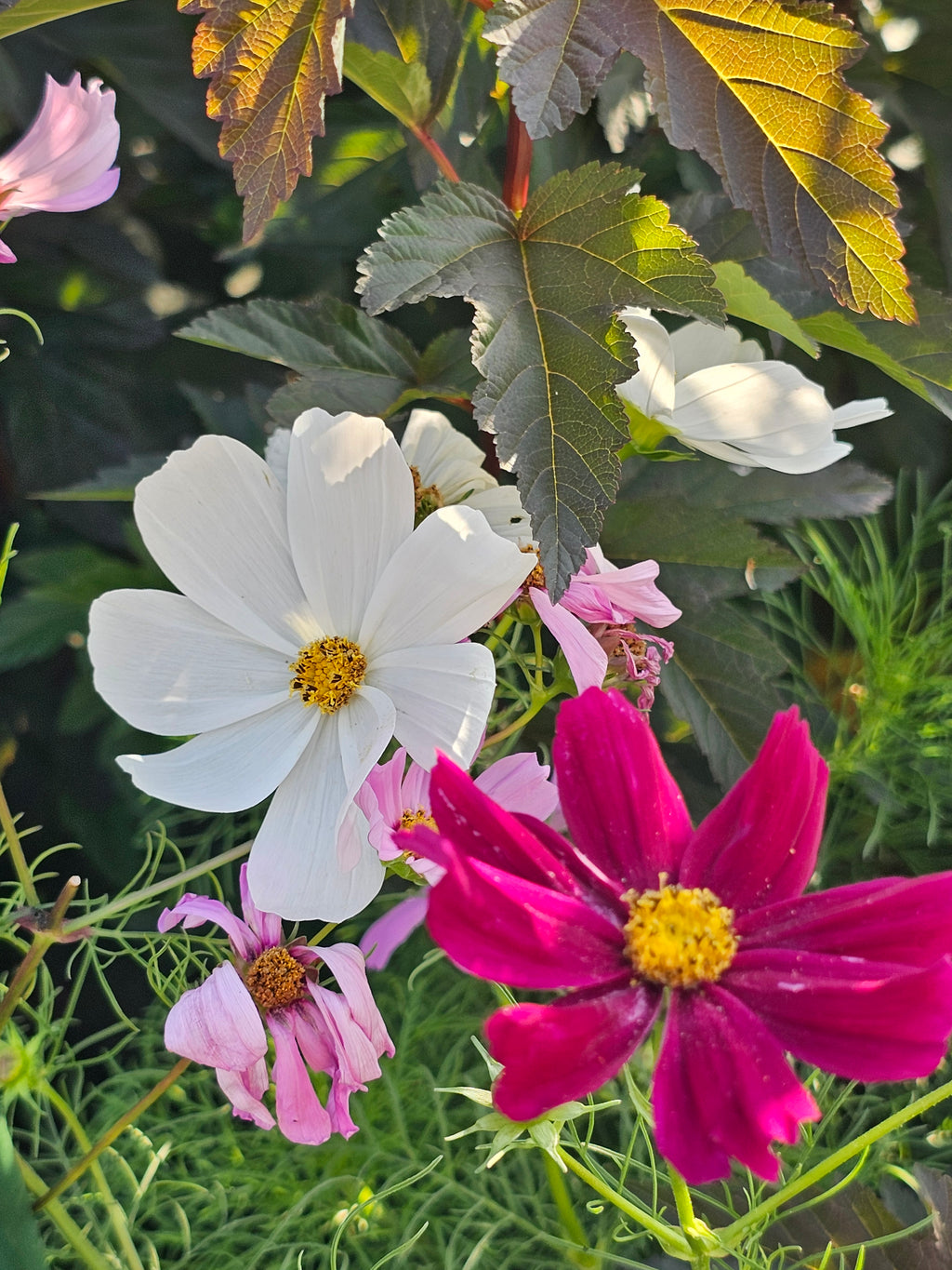 Cosmos Seeds