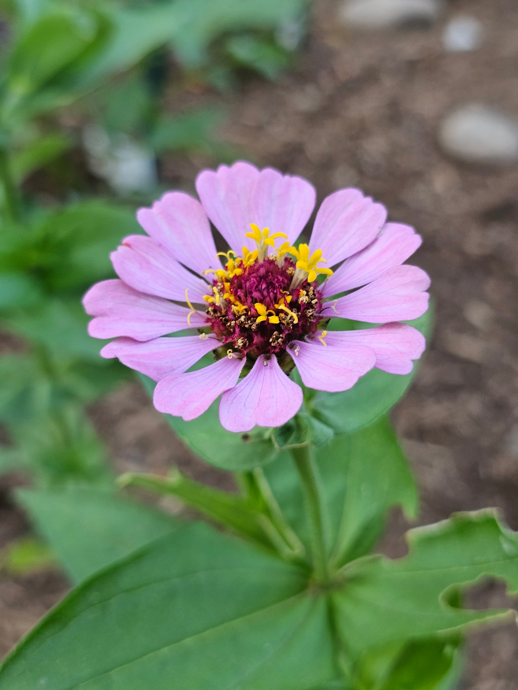 Zinnia Seeds