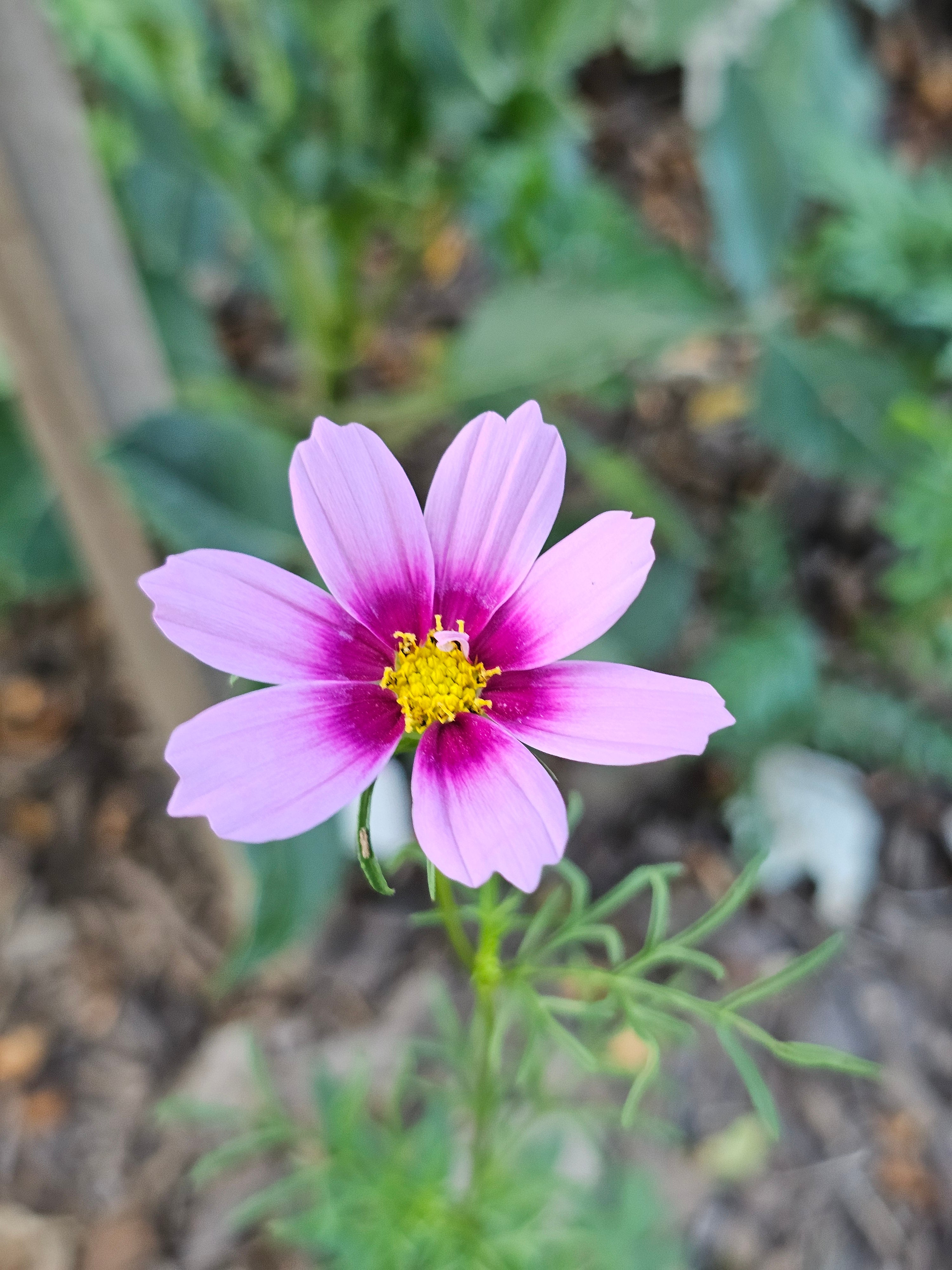 Cosmos Seeds