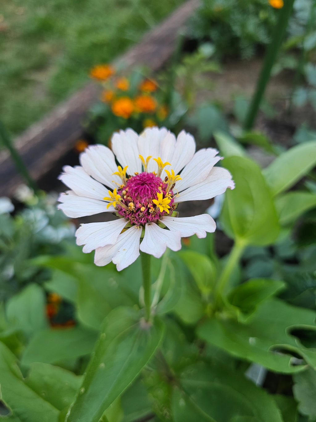 Zinnia Seeds