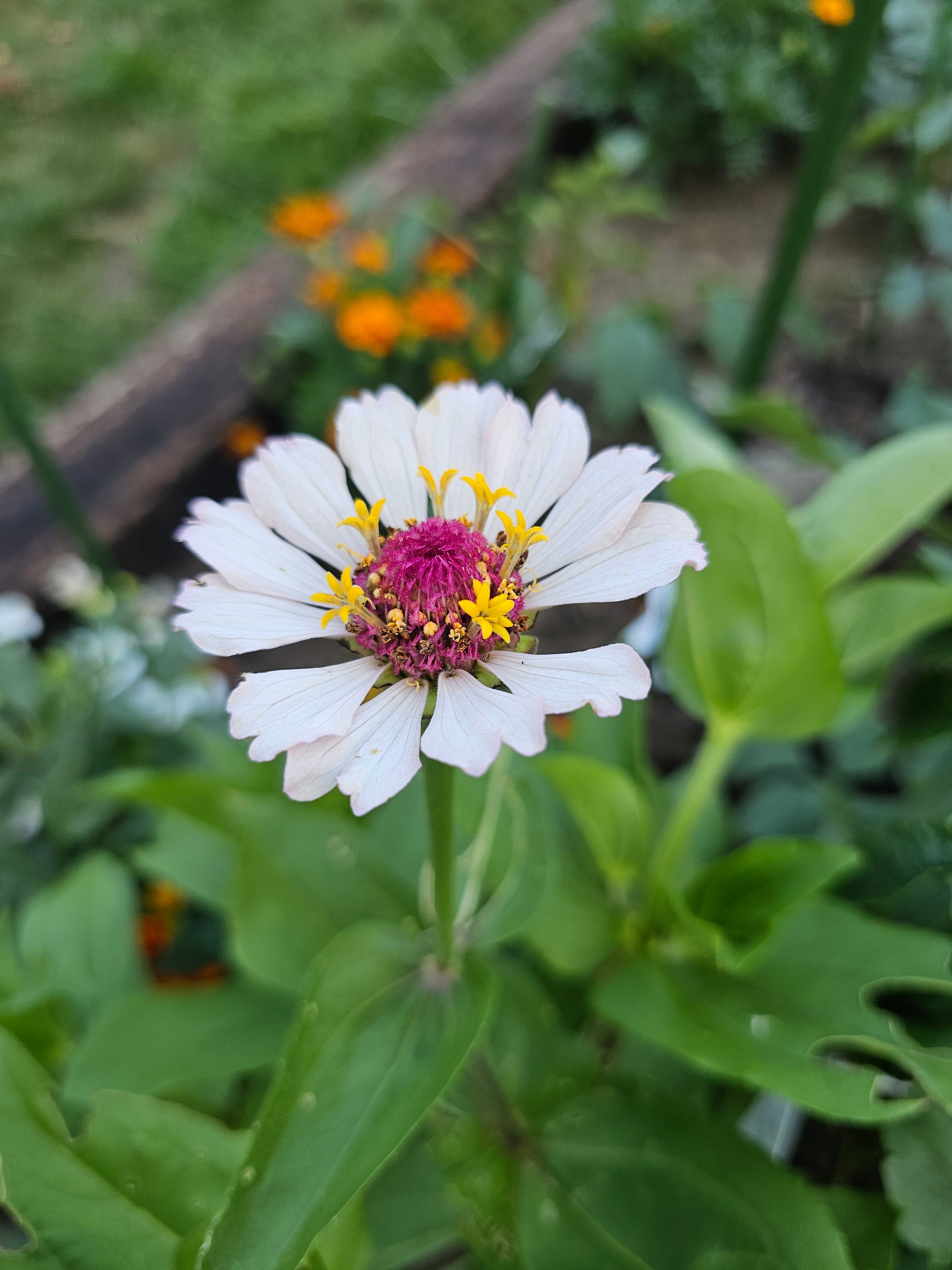 Zinnia Seeds