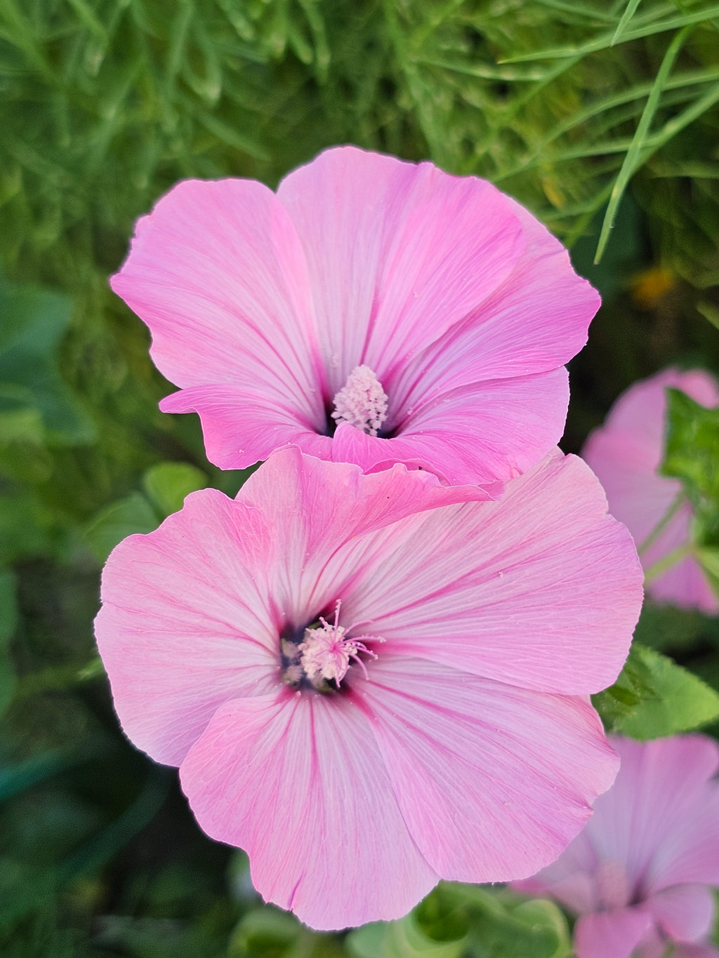 Rose (Annual) Mallow seeds