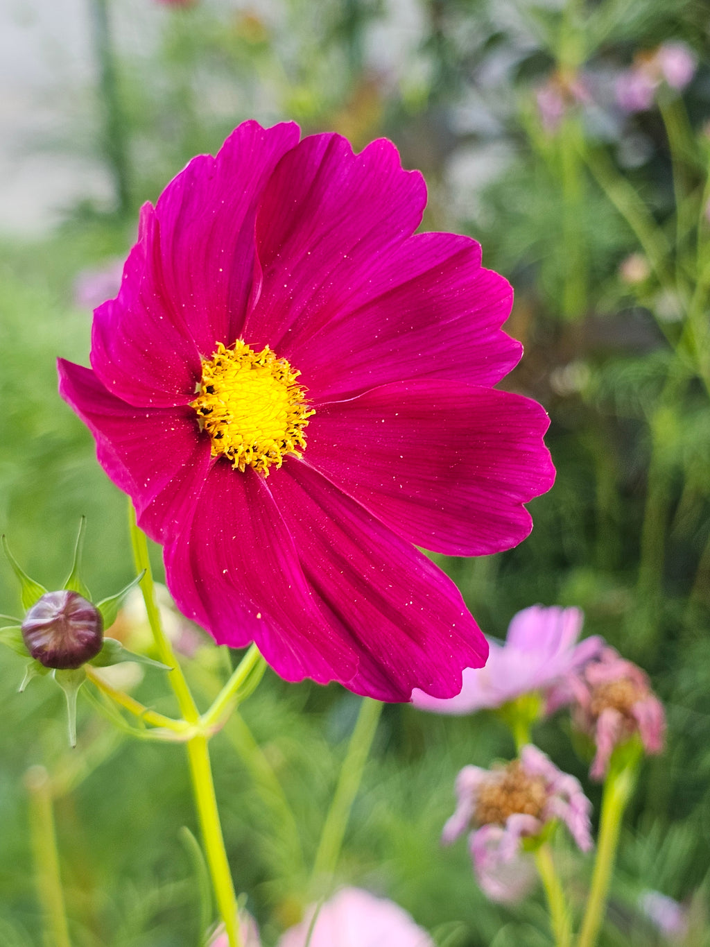 Cosmos Seeds