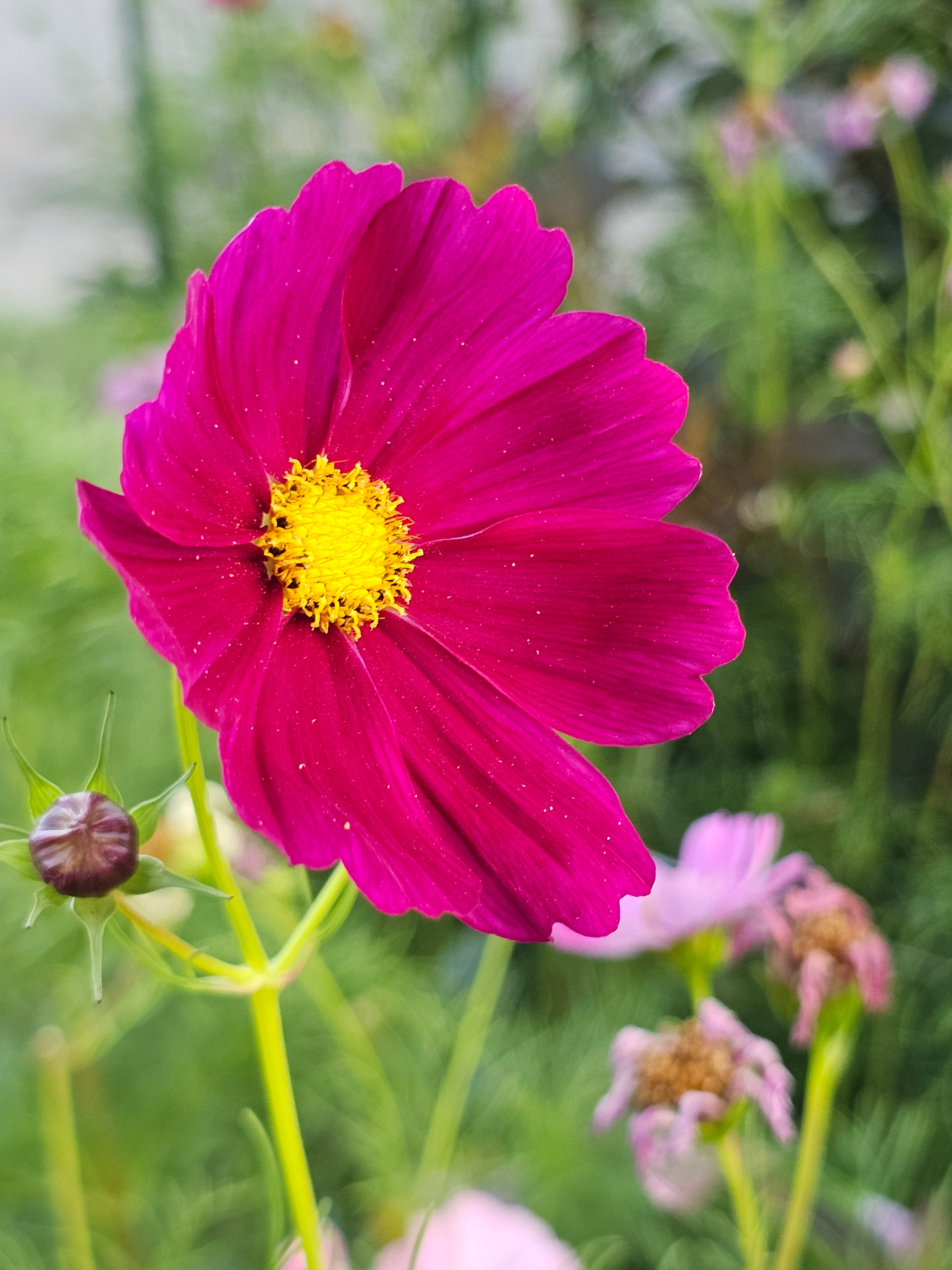 Cosmos Seeds