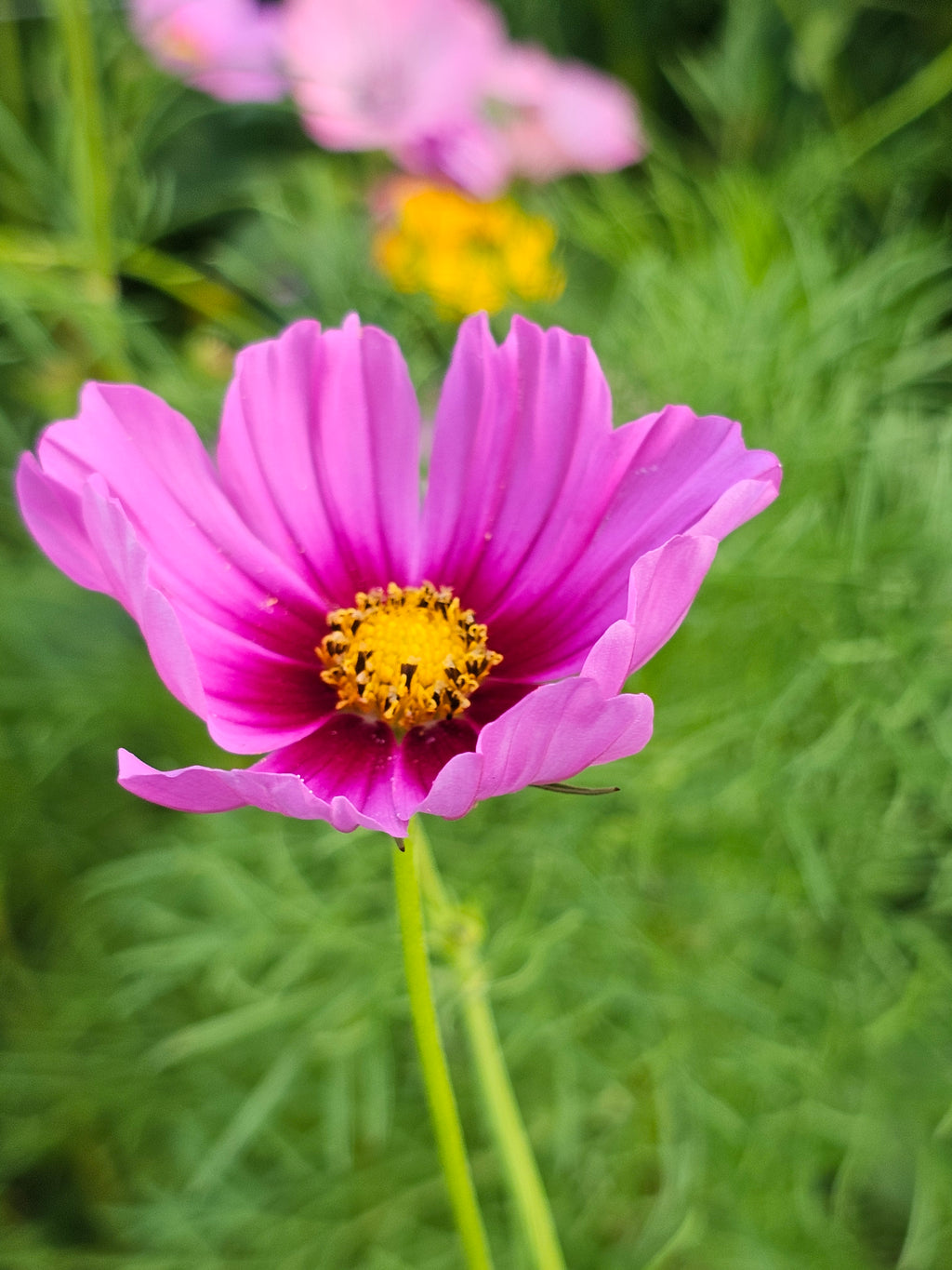 Cosmos Seeds