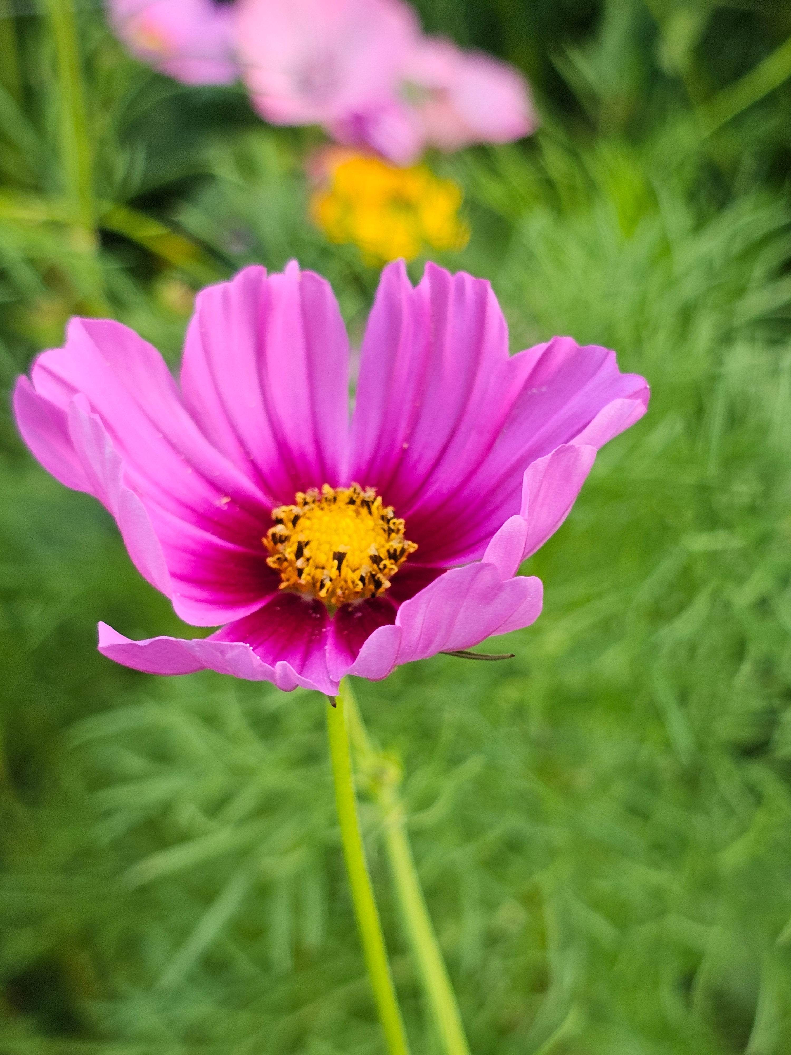 Cosmos Seeds