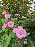 Rose (Annual) Mallow seeds
