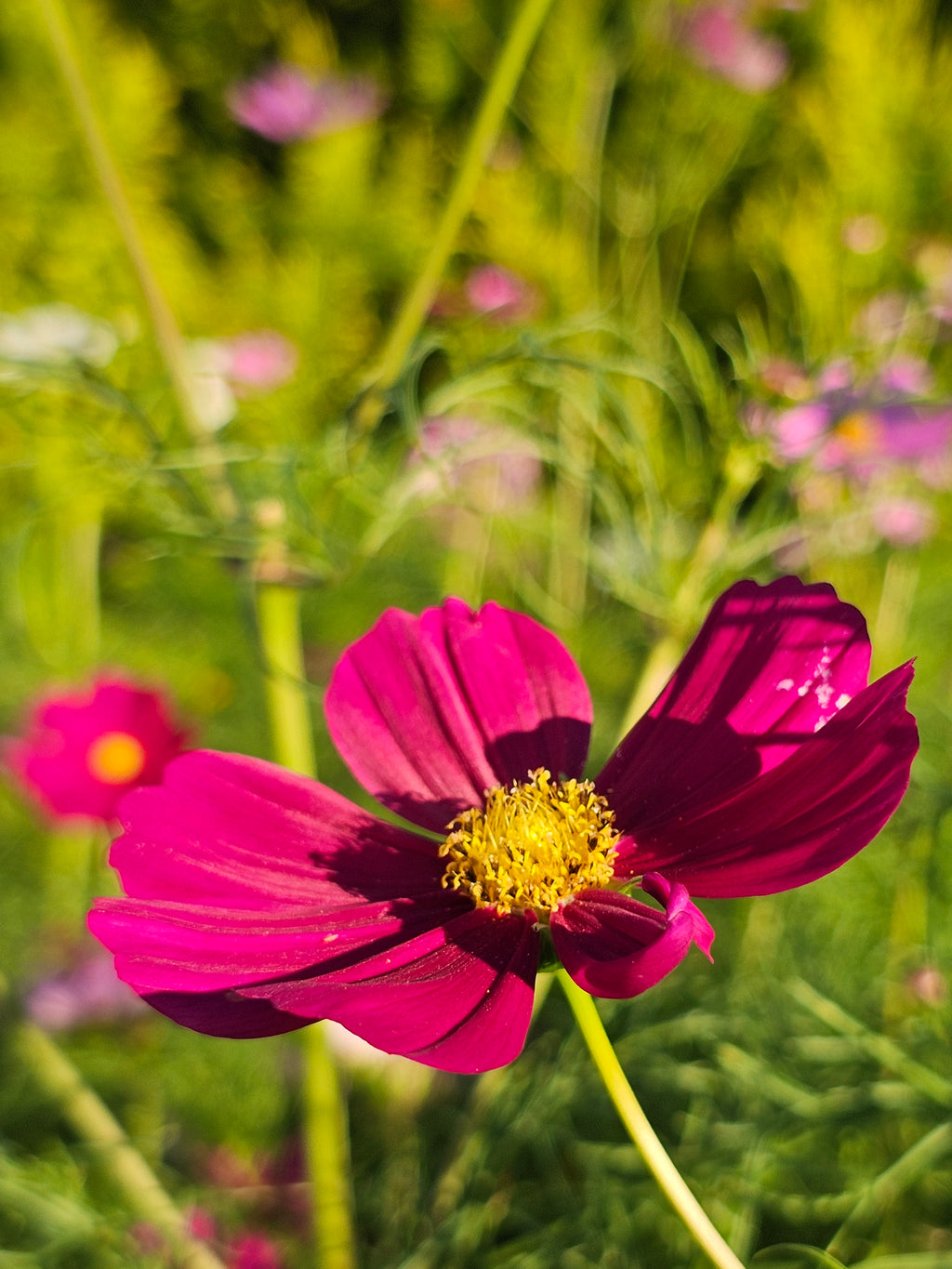 Cosmos Seeds