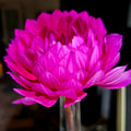 Sandia Bertha