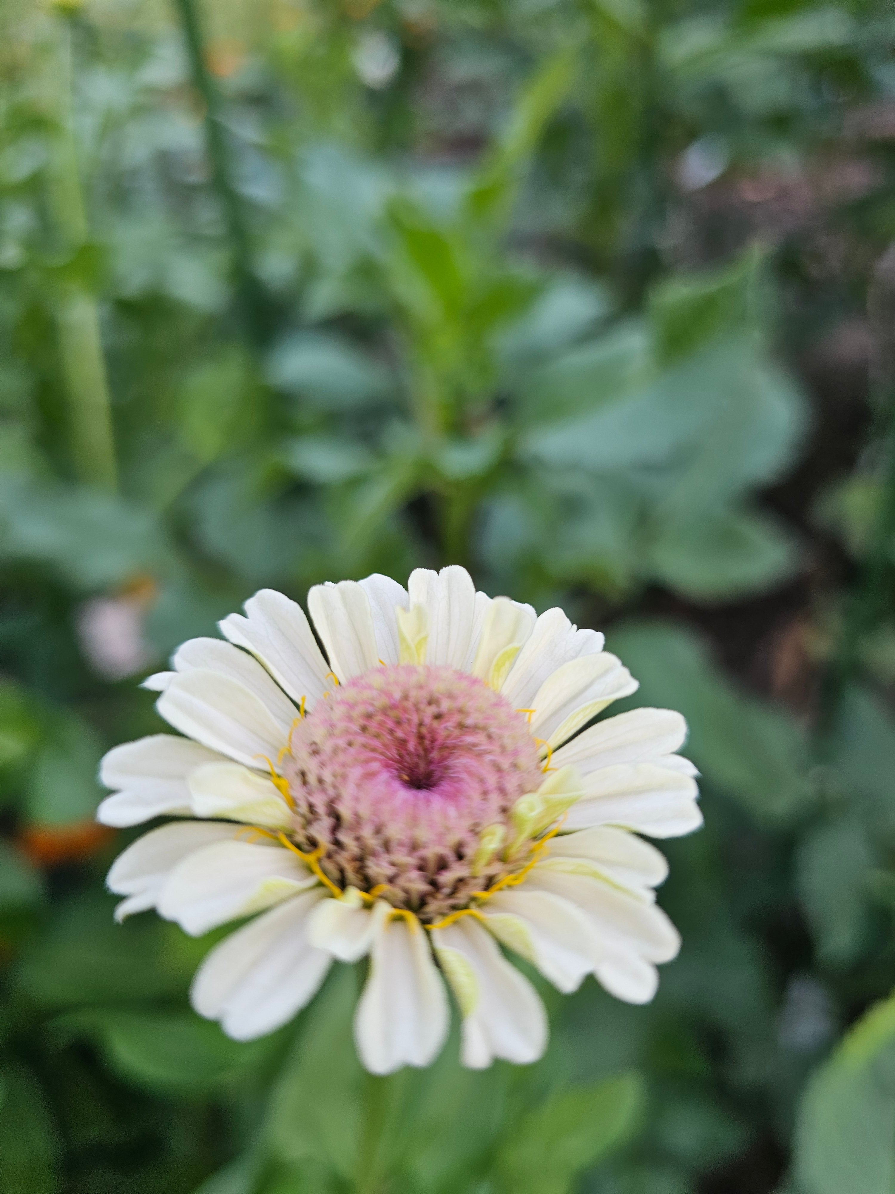 Zinnia Seeds