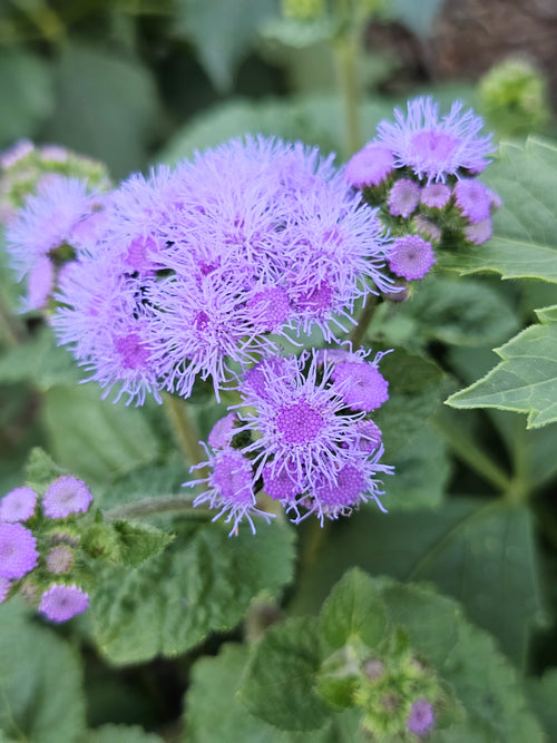 Ageratum Blue
