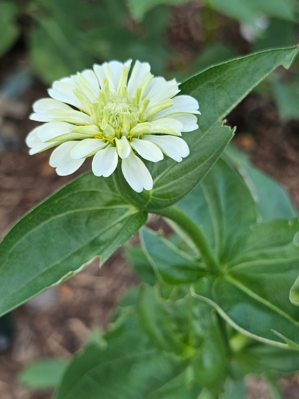 Zinnia Seeds