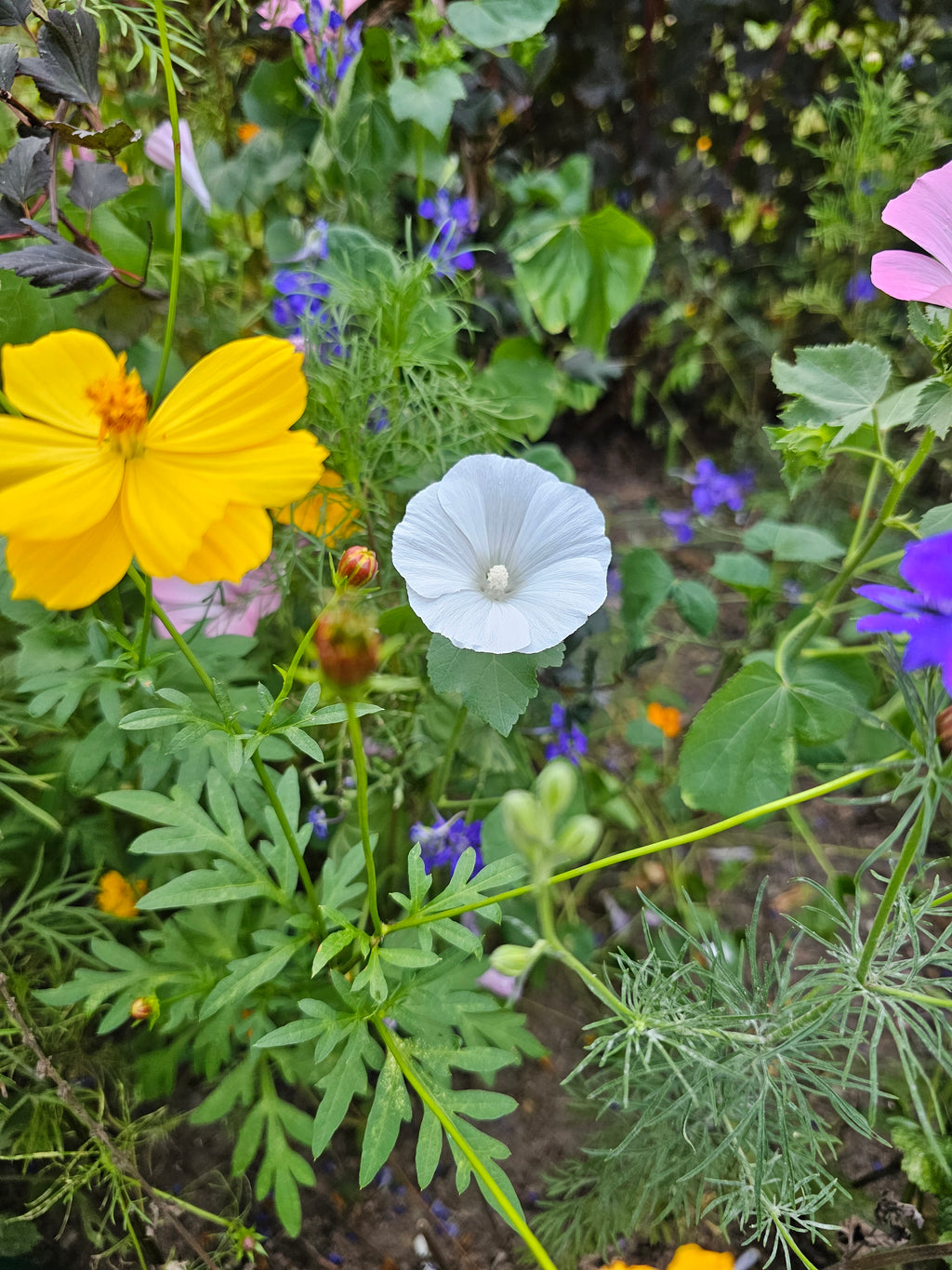 Rose (Annual) Mallow seeds