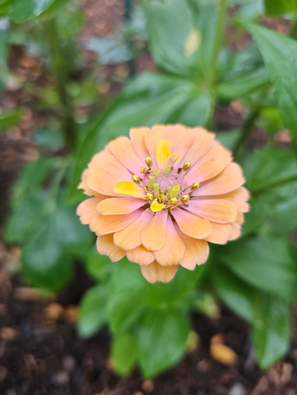 Zinnia Seeds