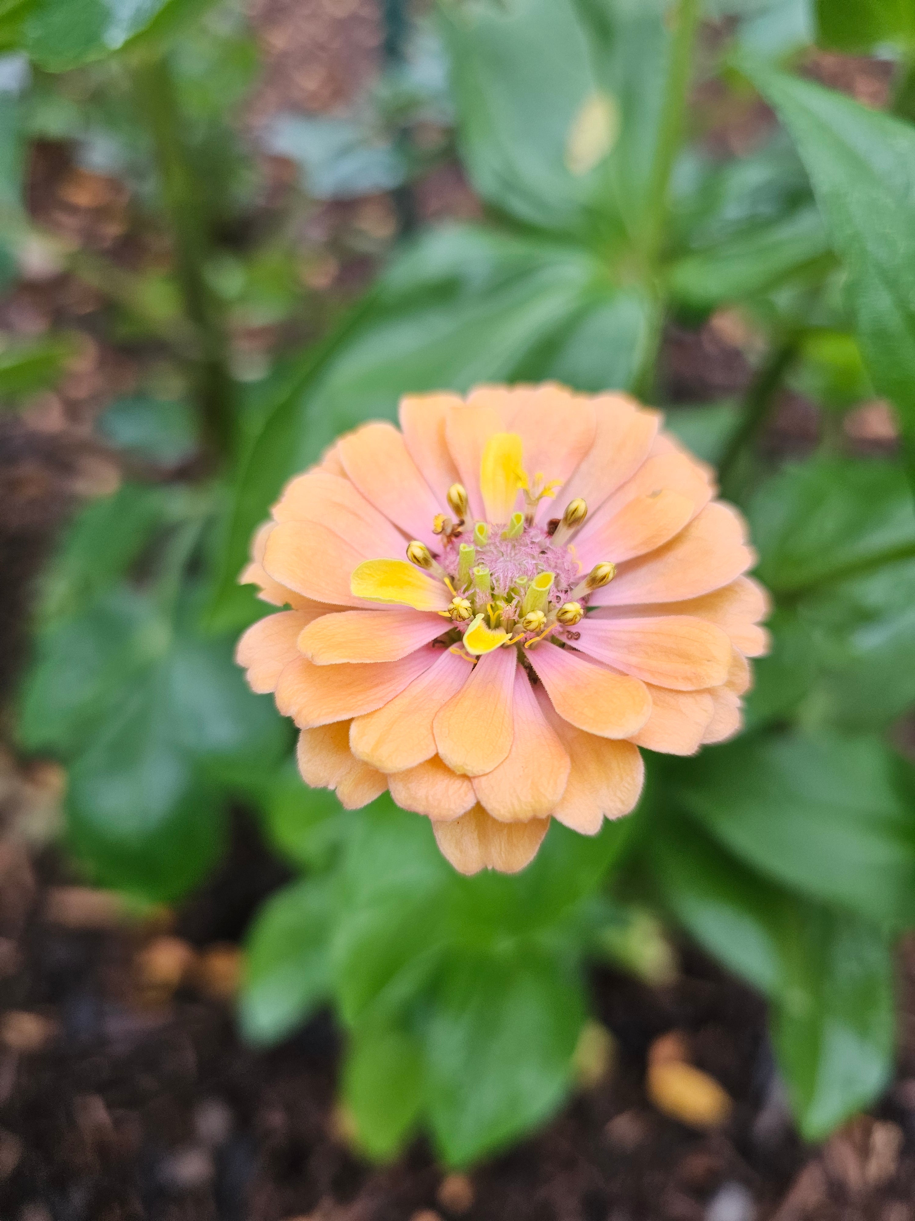 Zinnia Seeds