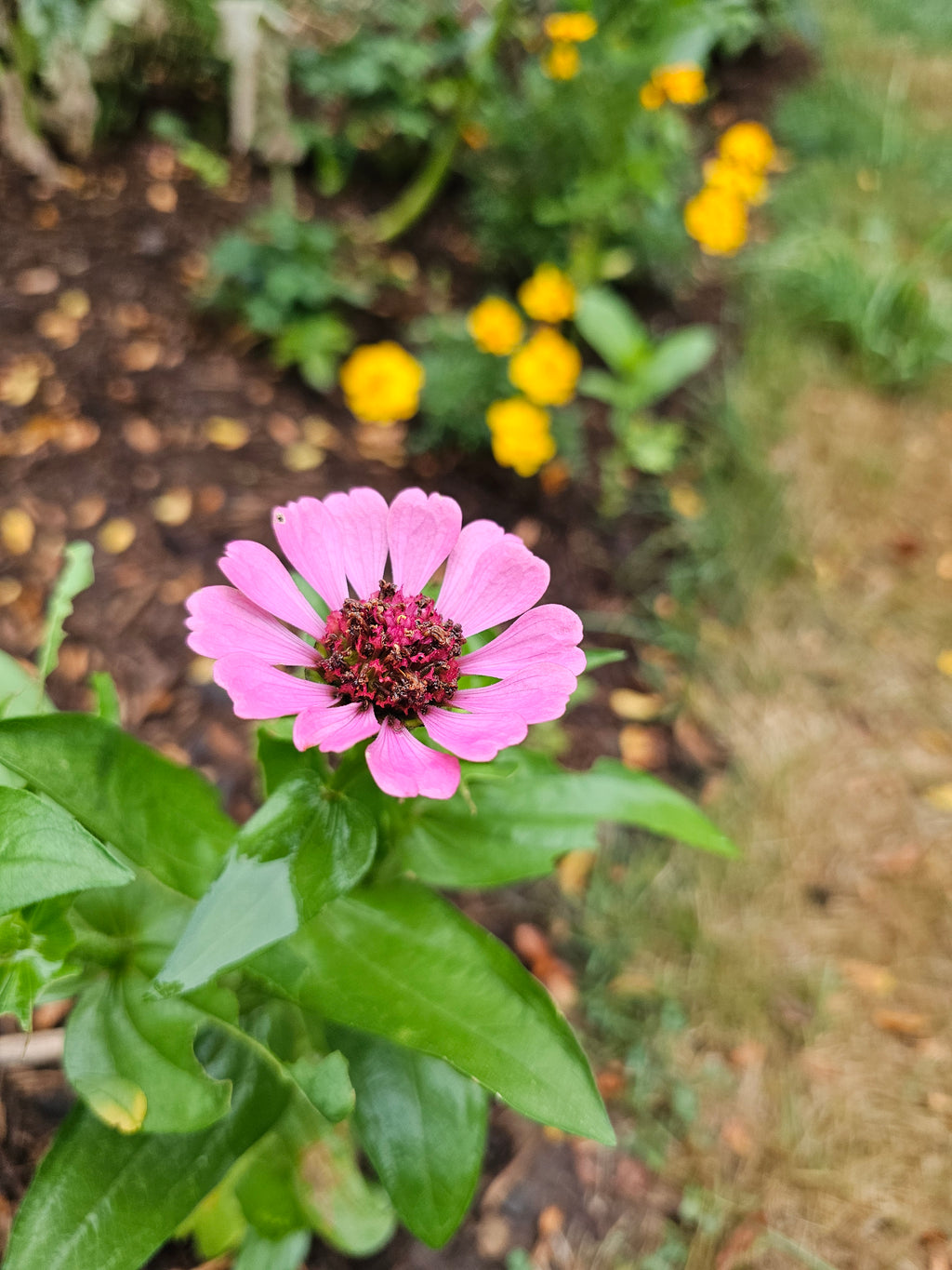 Zinnia Seeds