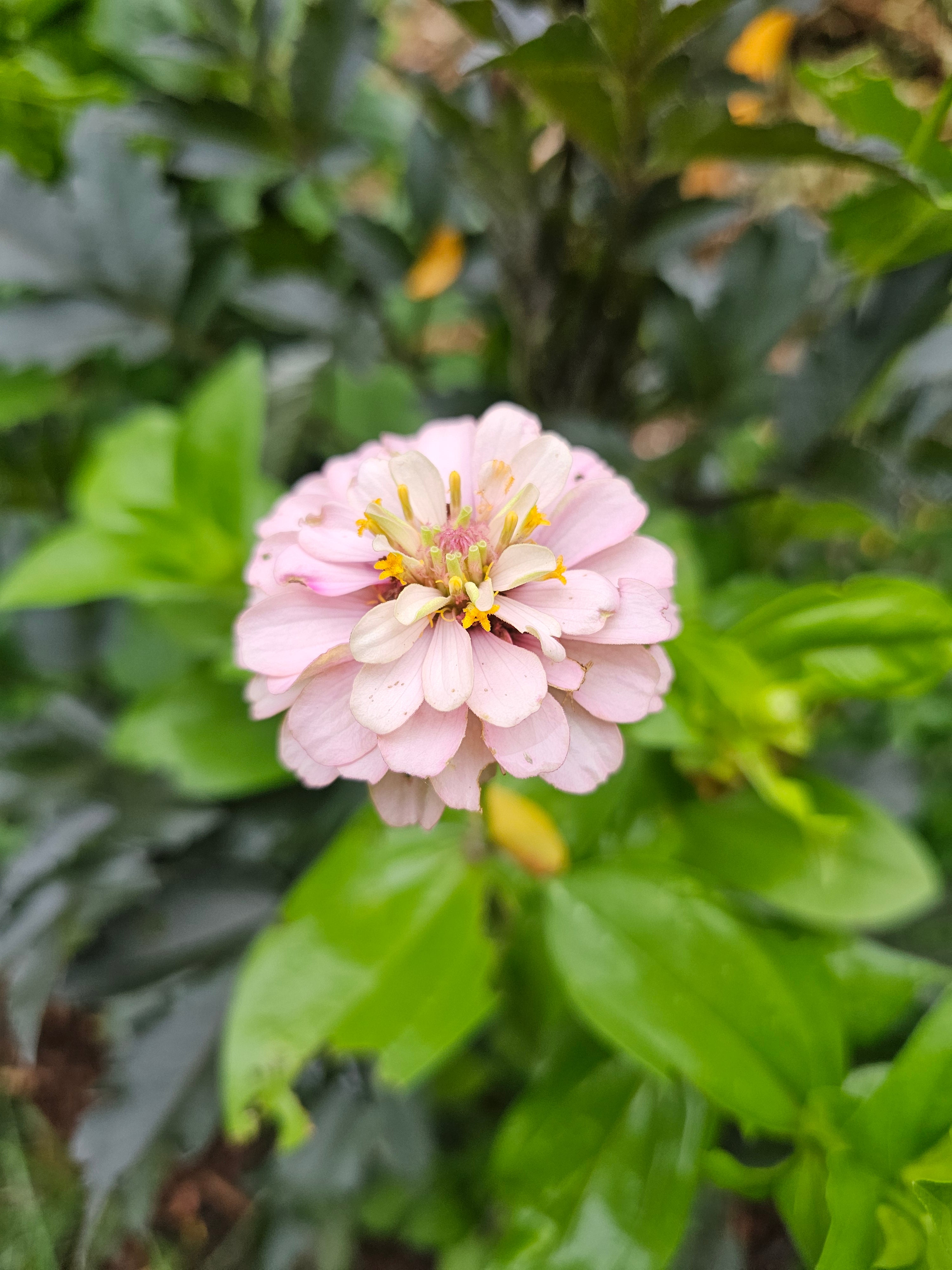 Zinnia Seeds