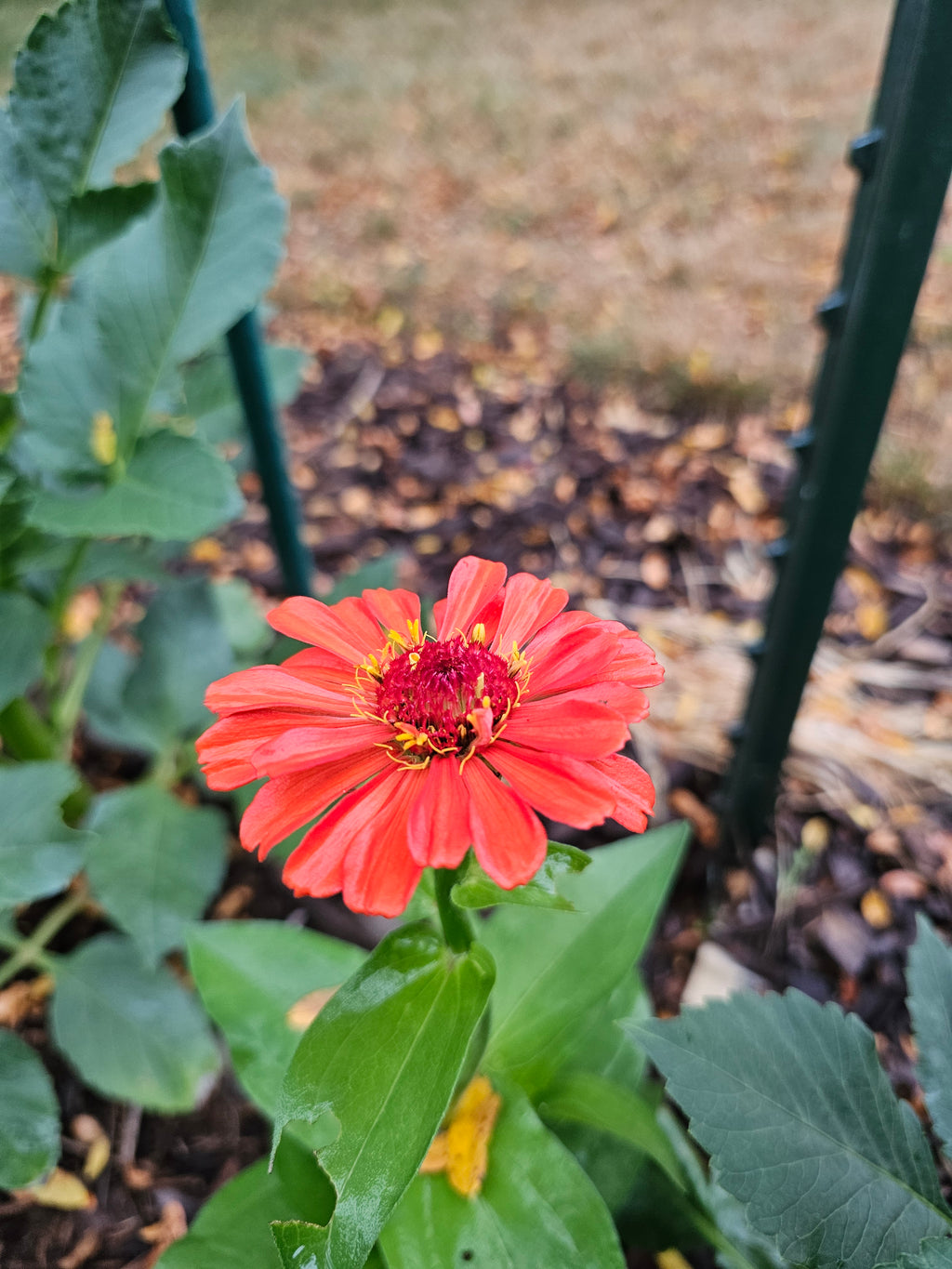 Zinnia Seeds