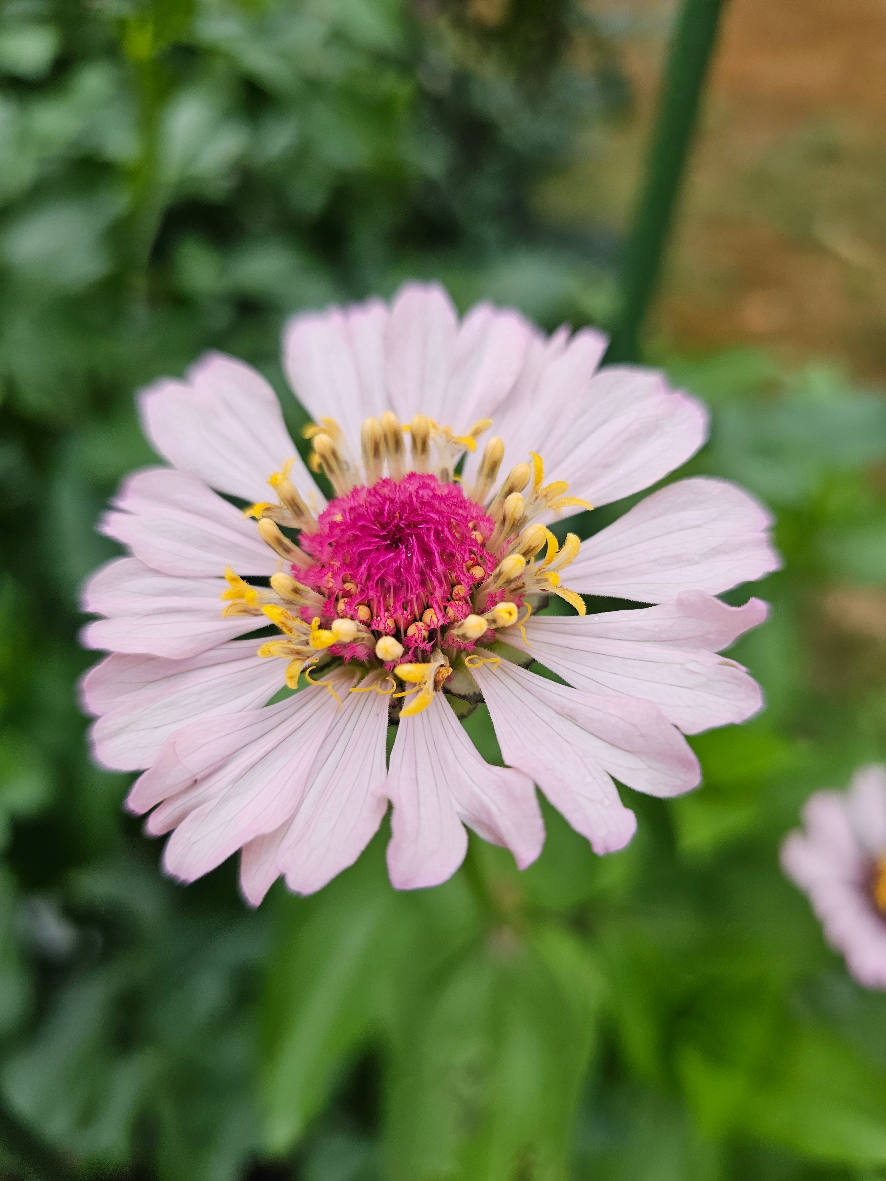 Zinnia Seeds