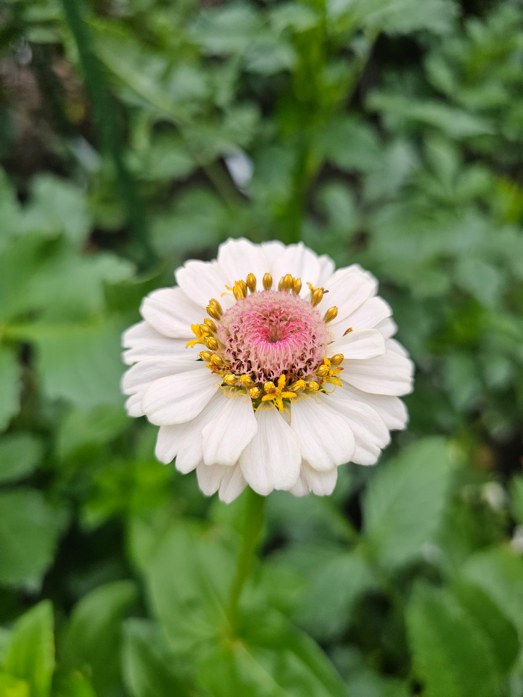 Zinnia Seeds