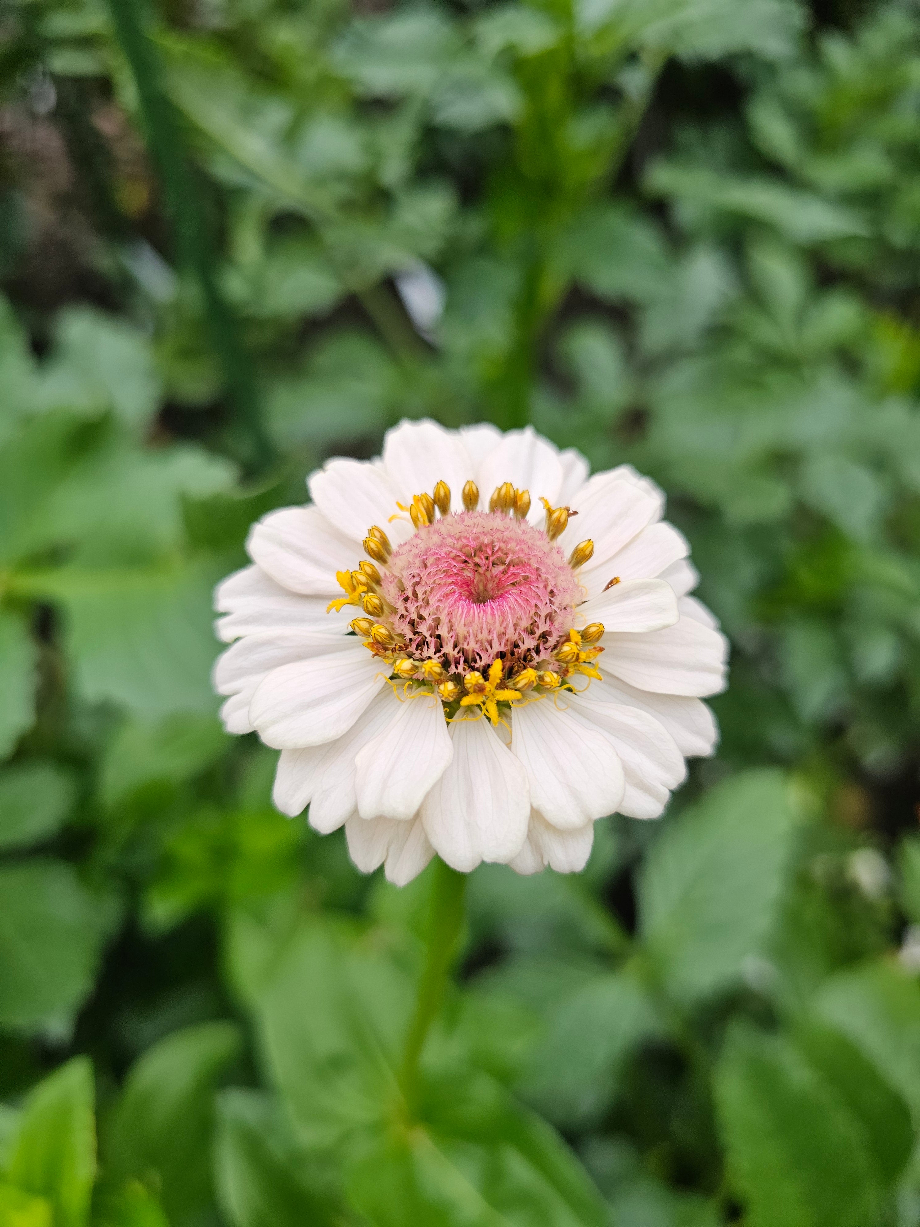Zinnia Seeds