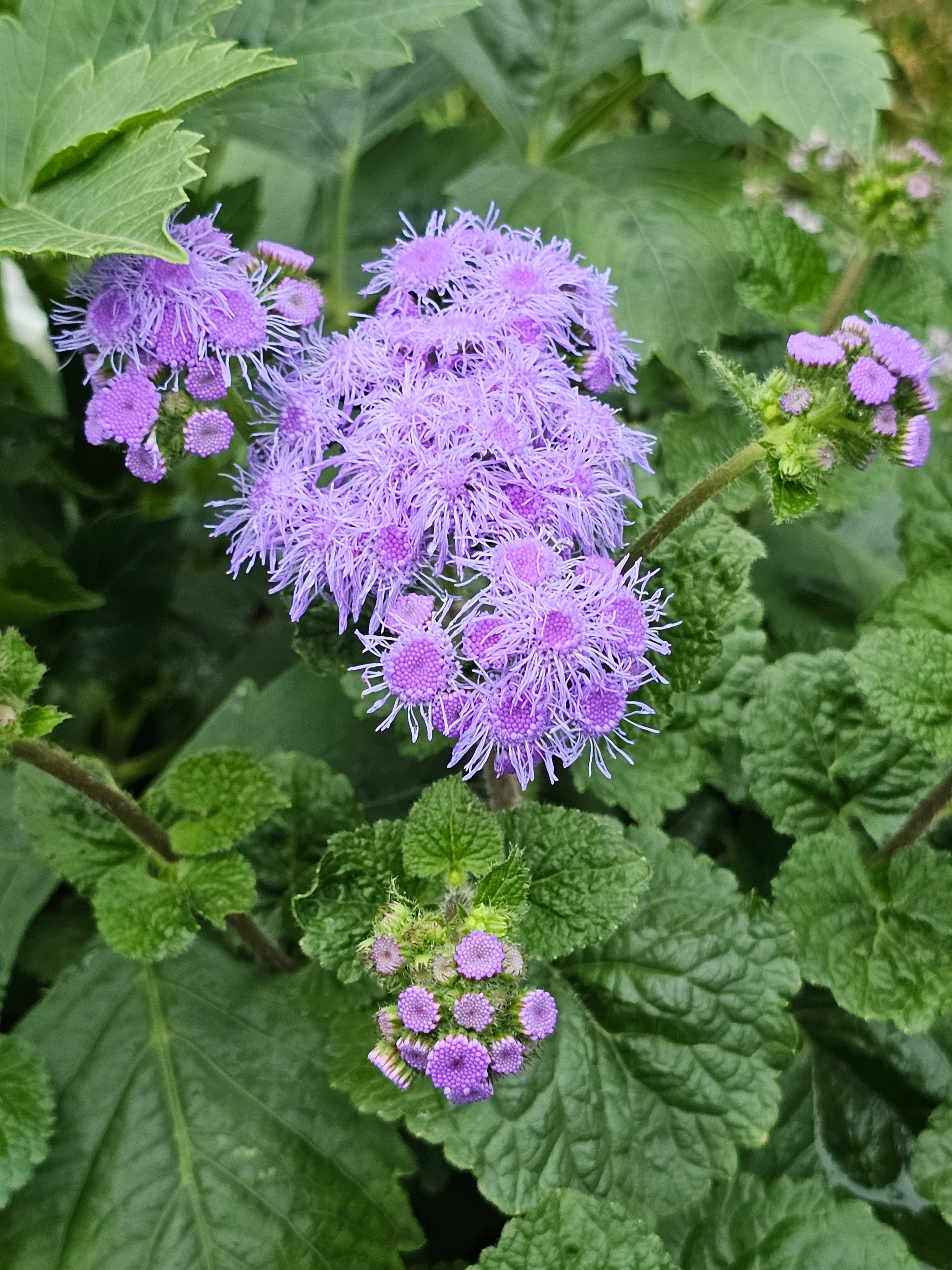 Ageratum Blue