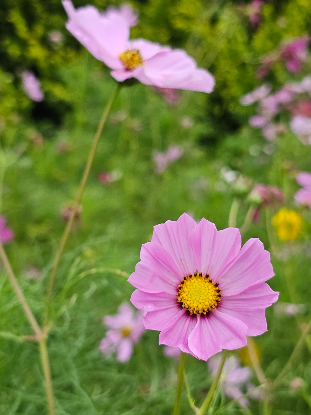 Cosmos Seeds