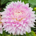 BJ  Dusty Rose